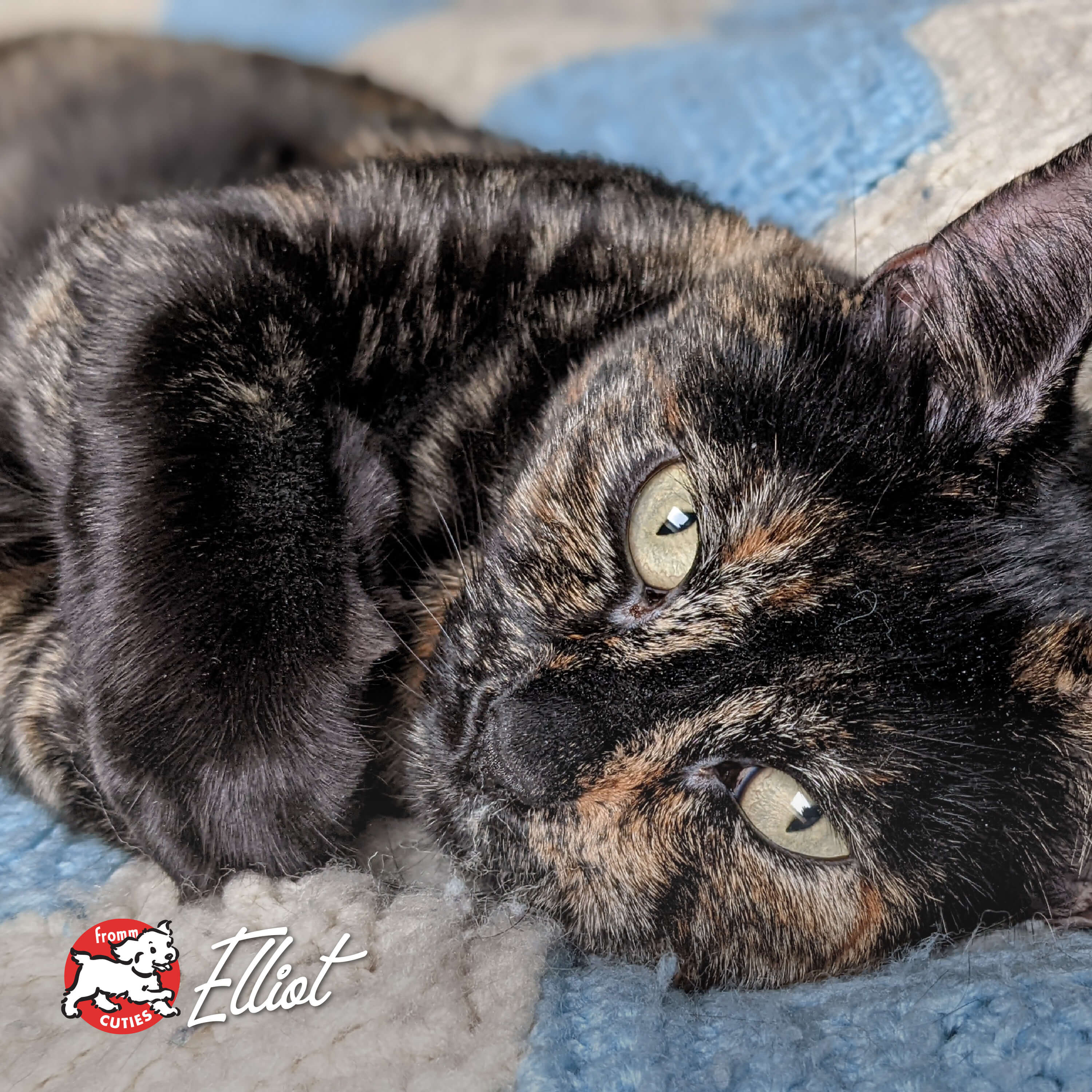 FourStarCatCan-pate-cuties-elliot