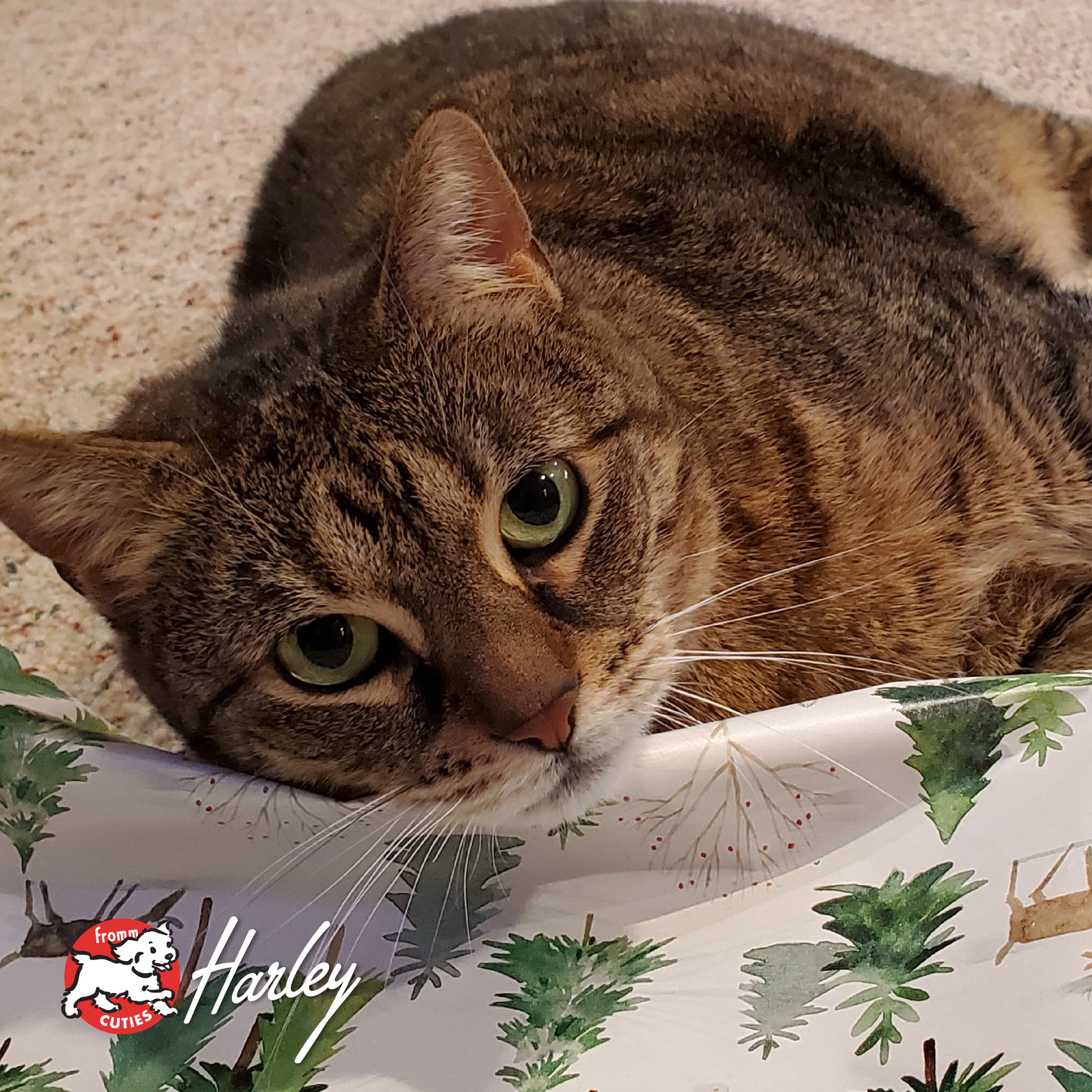 FourStarCatCan-pate-cuties-harley