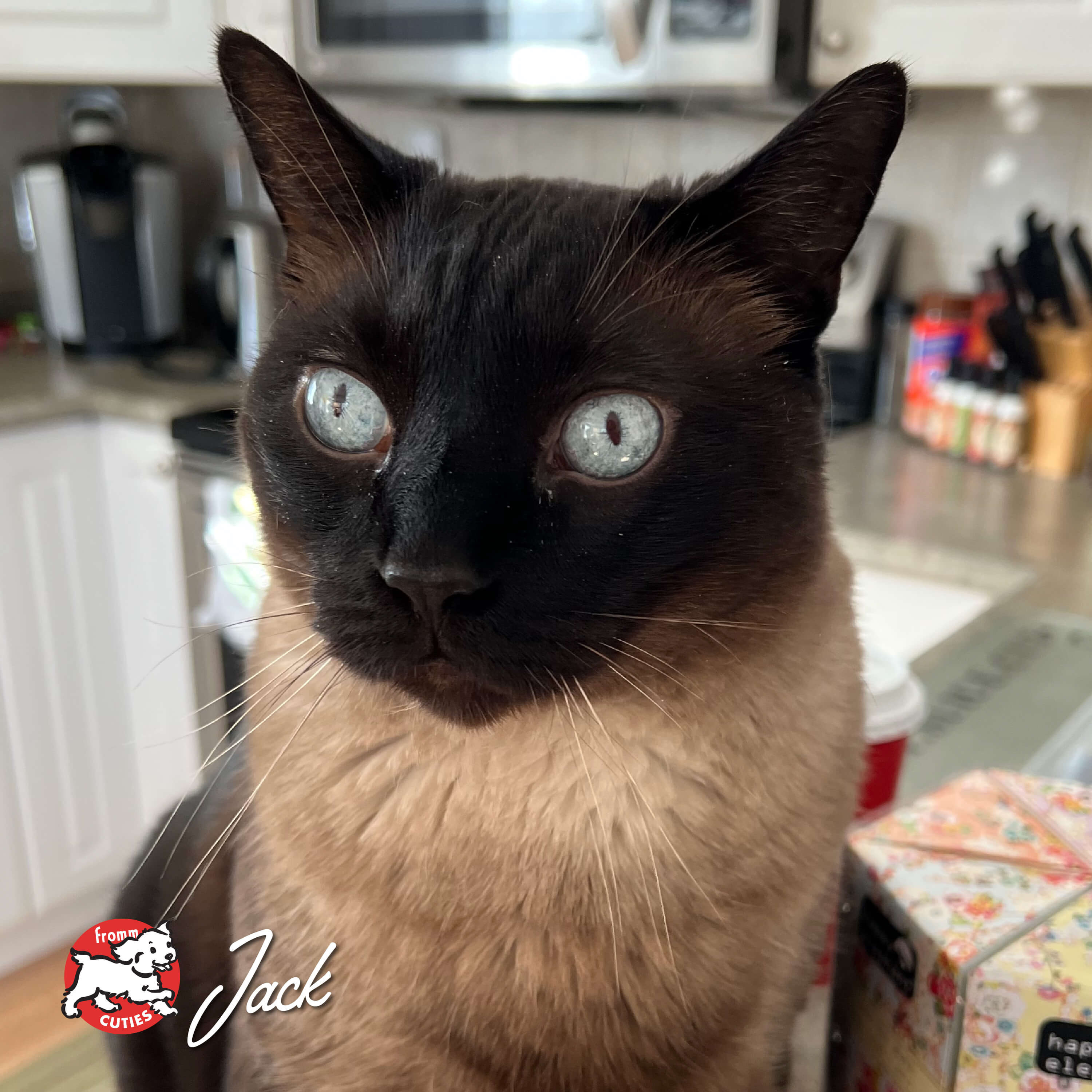 FourStarCatCan-pate-cuties-jack