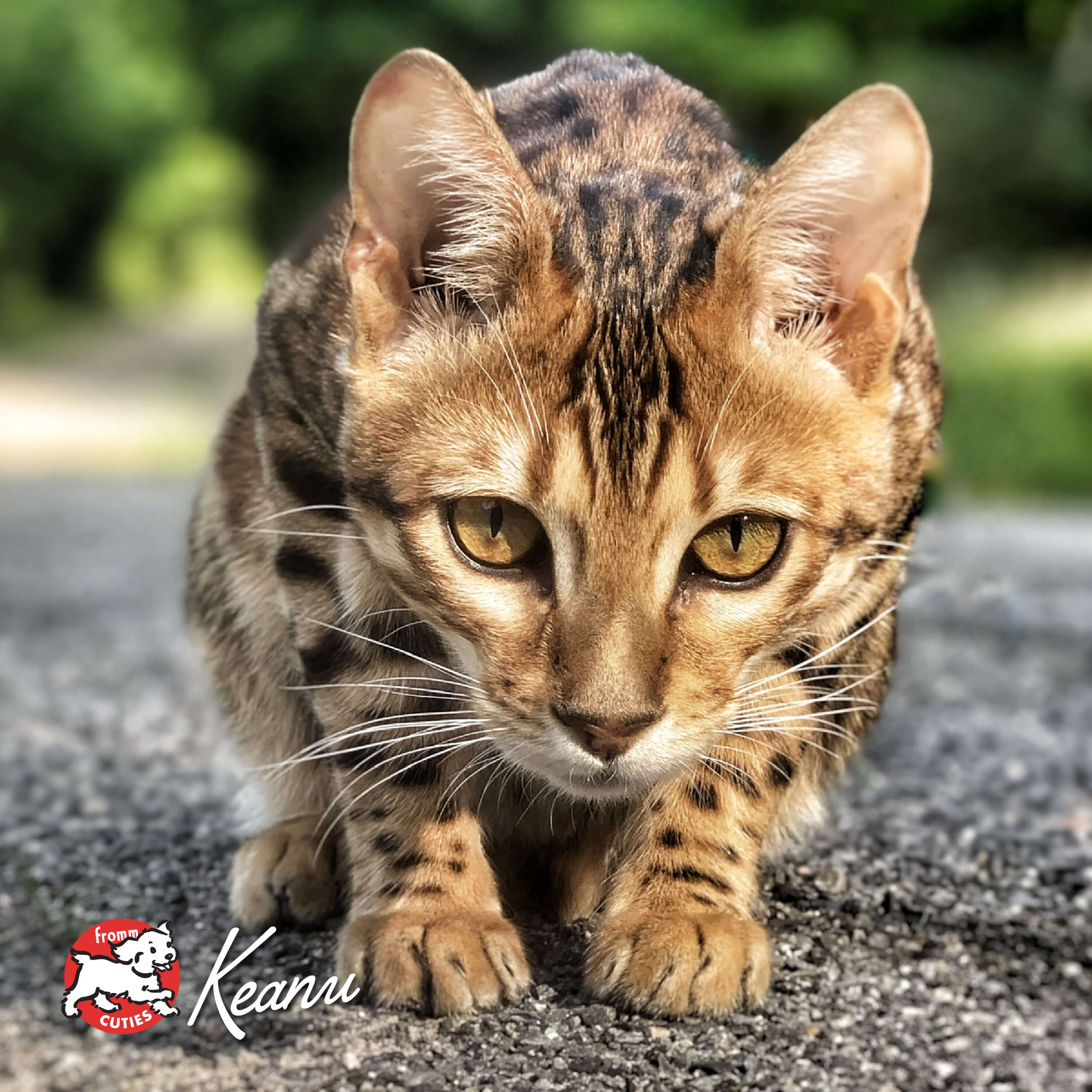 FourStarCatCan-pate-cuties-keanu