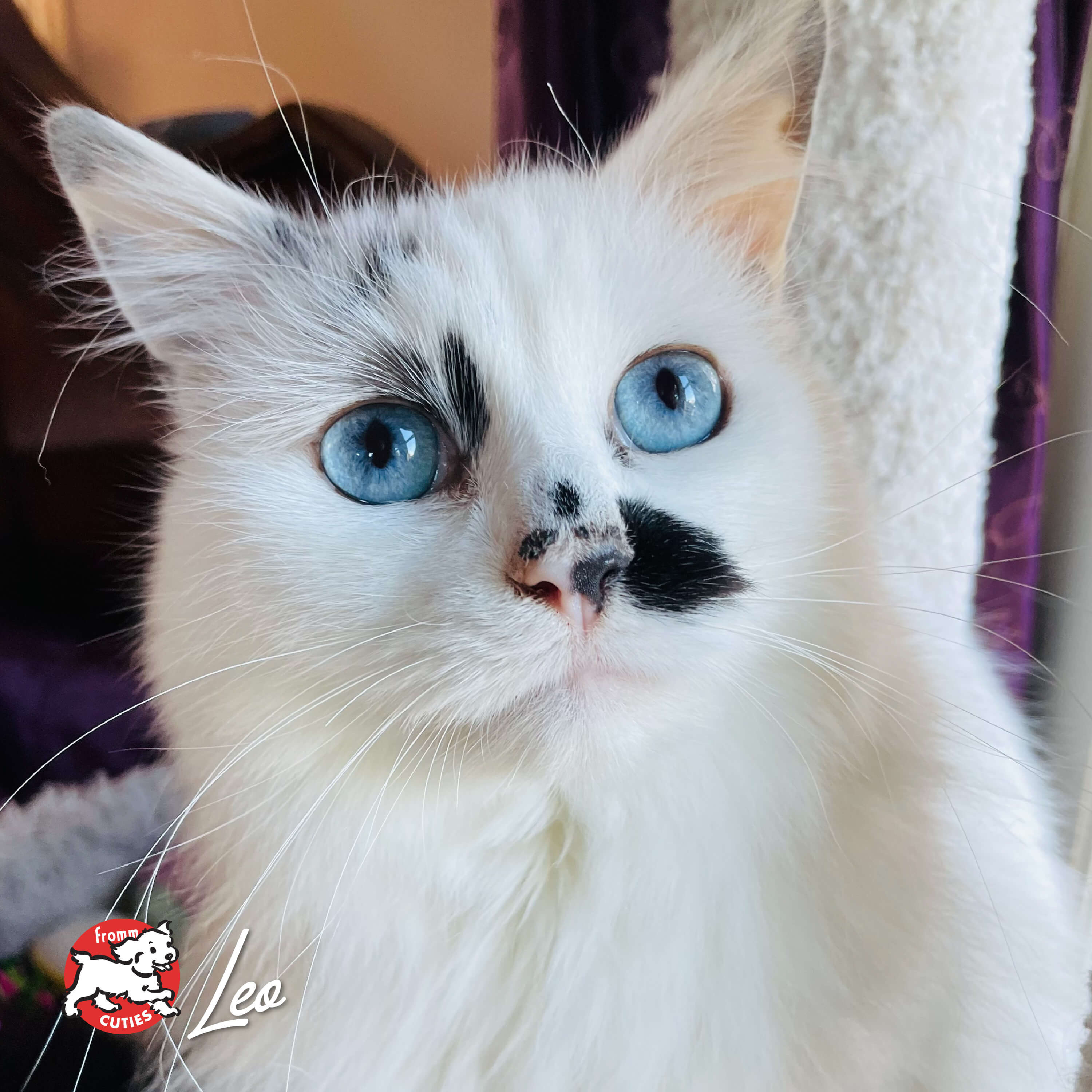 FourStarCatCan-pate-cuties-leo