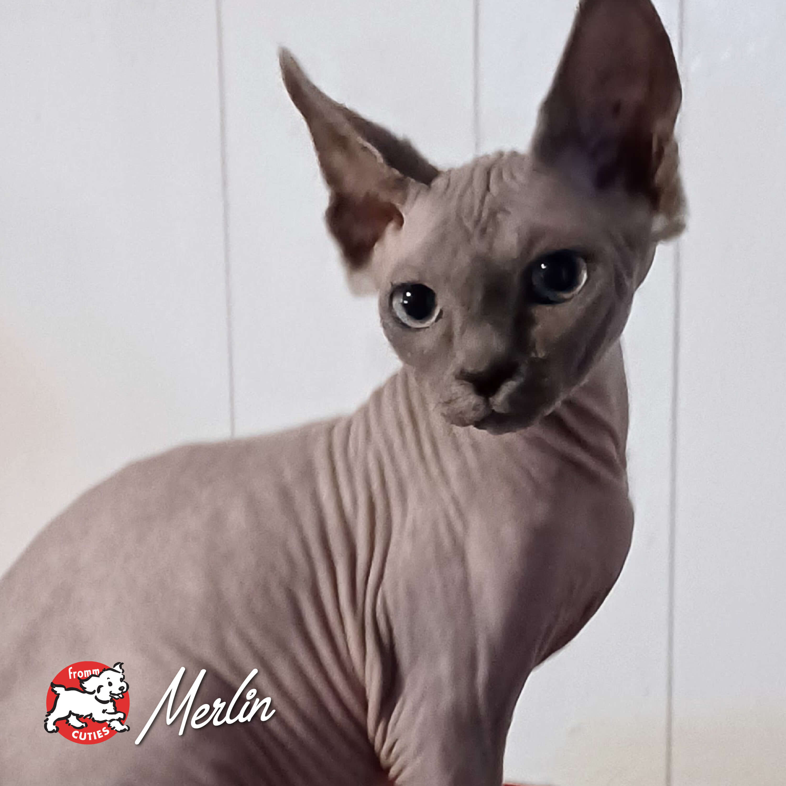 FourStarCatCan-pate-cuties-merlin