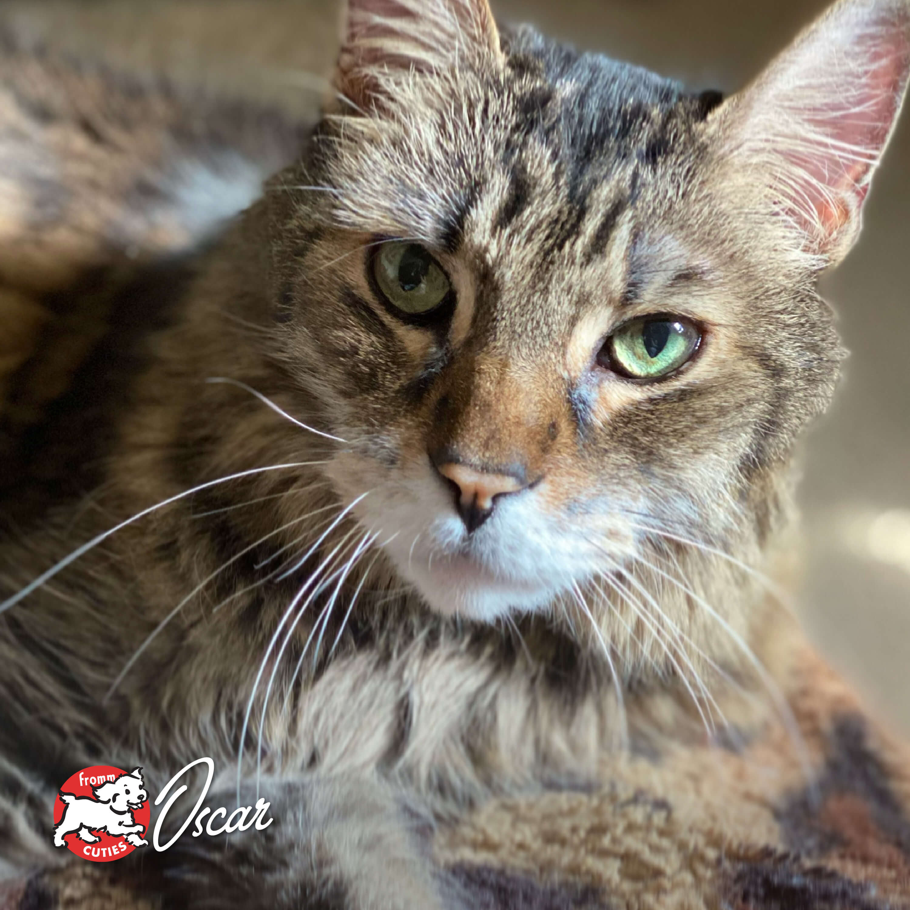 FourStarCatCan-pate-cuties-oscar