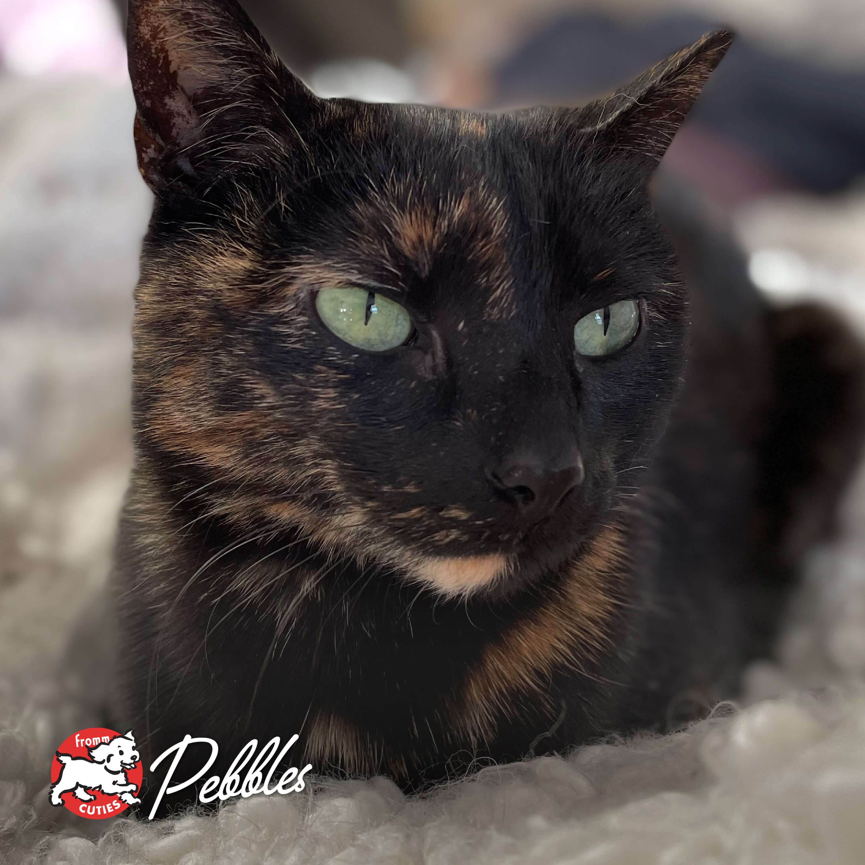 FourStarCatCan-pate-cuties-pebbles