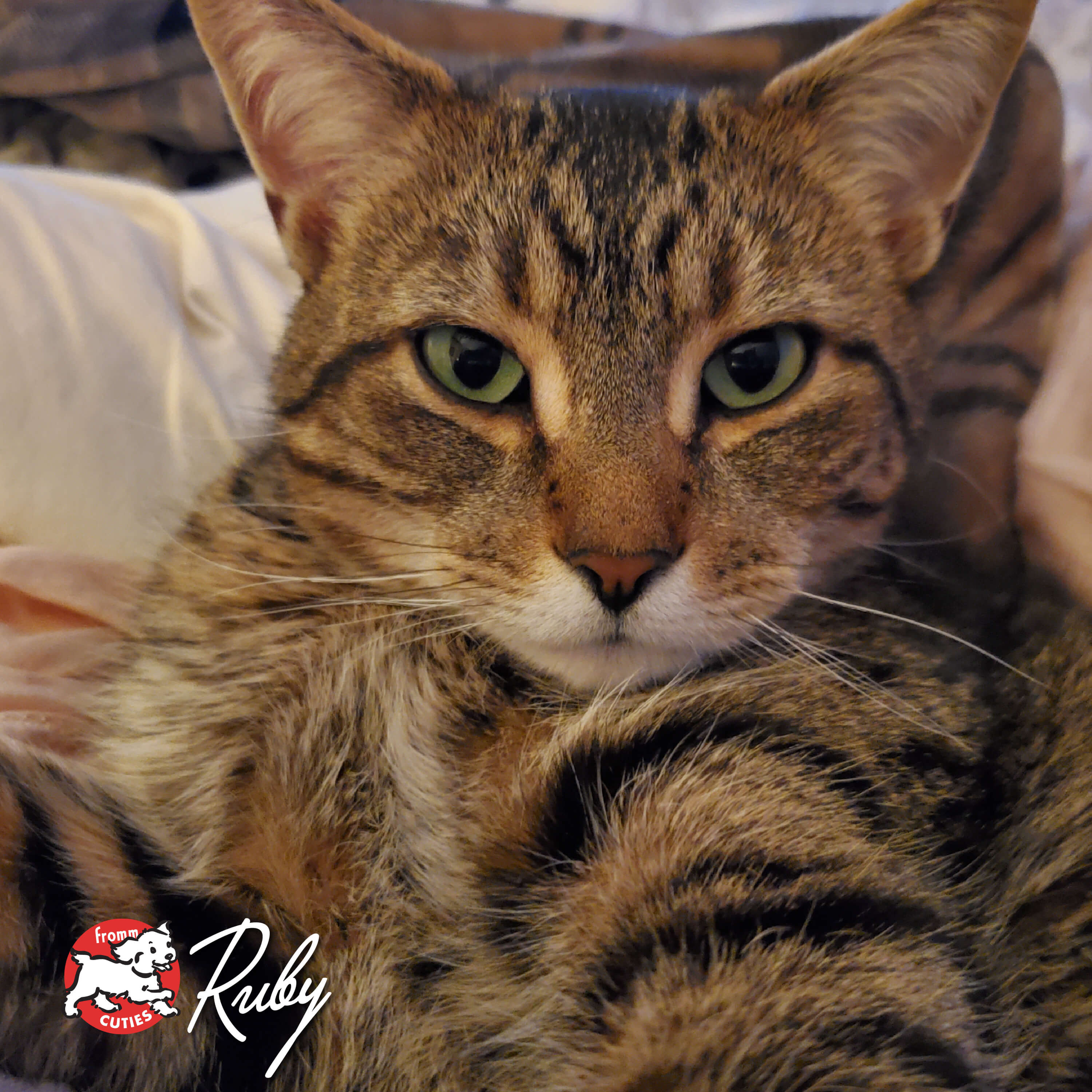 FourStarCatCan-pate-cuties-ruby
