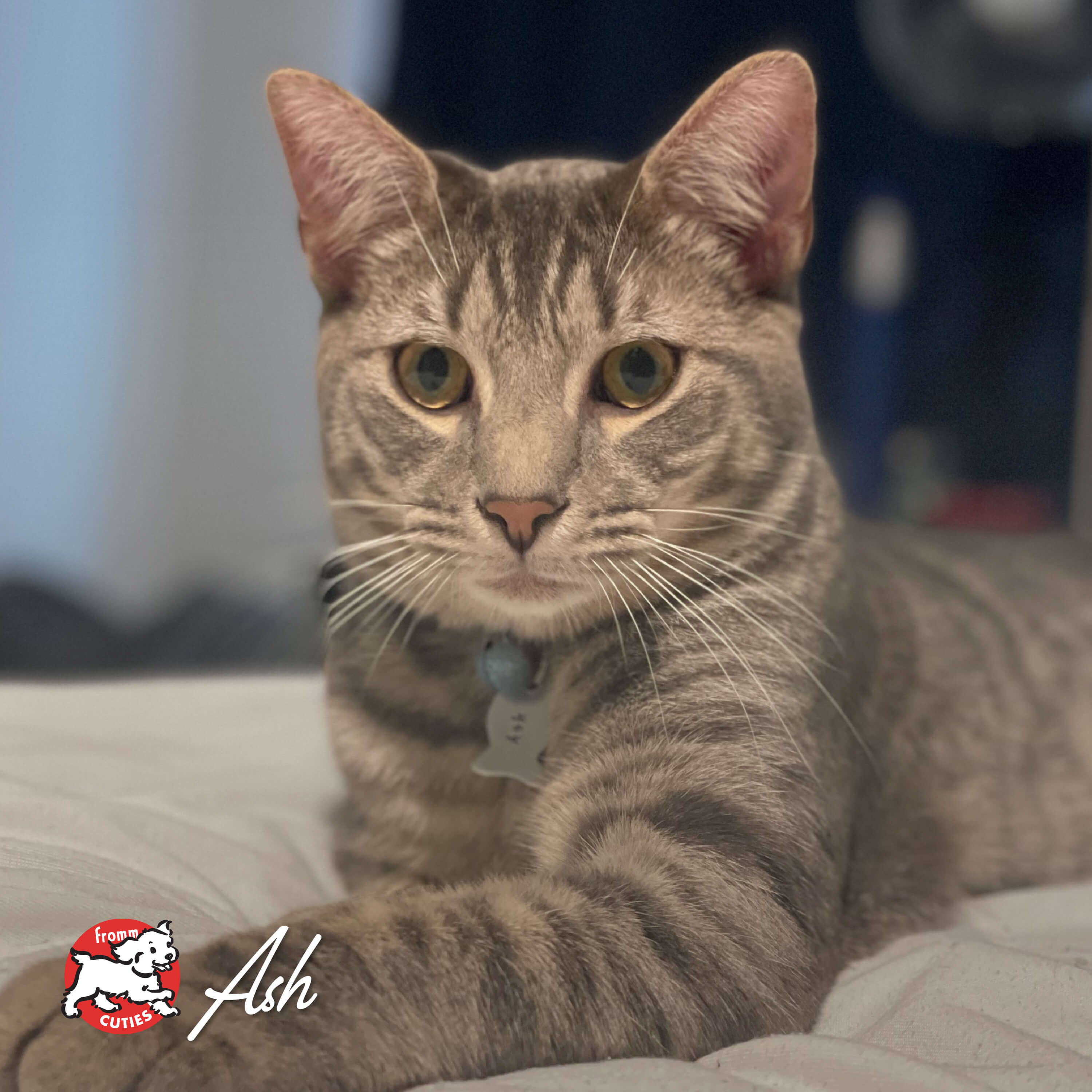 FourStarCatDry_cuties-ash