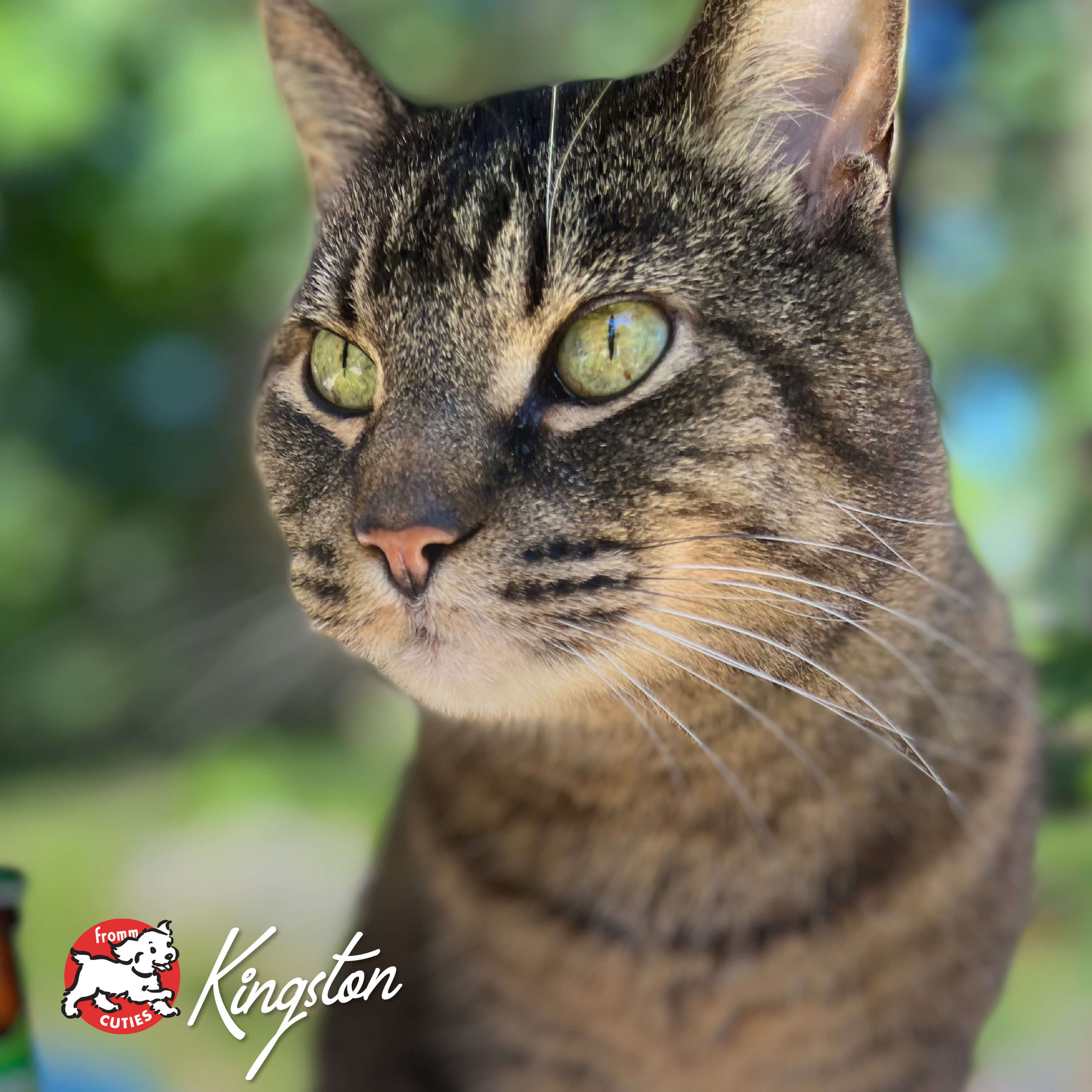 FourStarCatDry_cuties-kingston