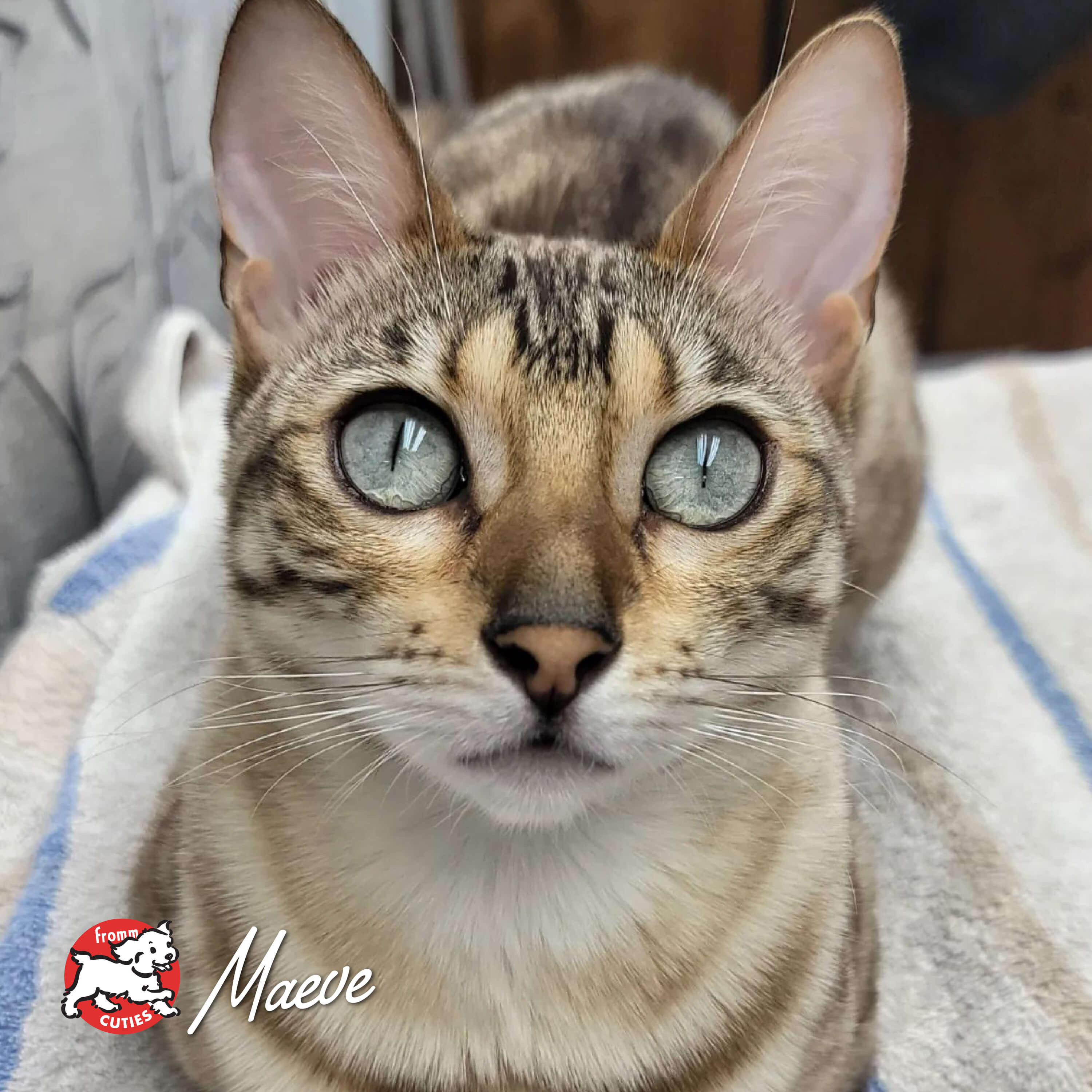 FourStarCatDry_cuties-maeve