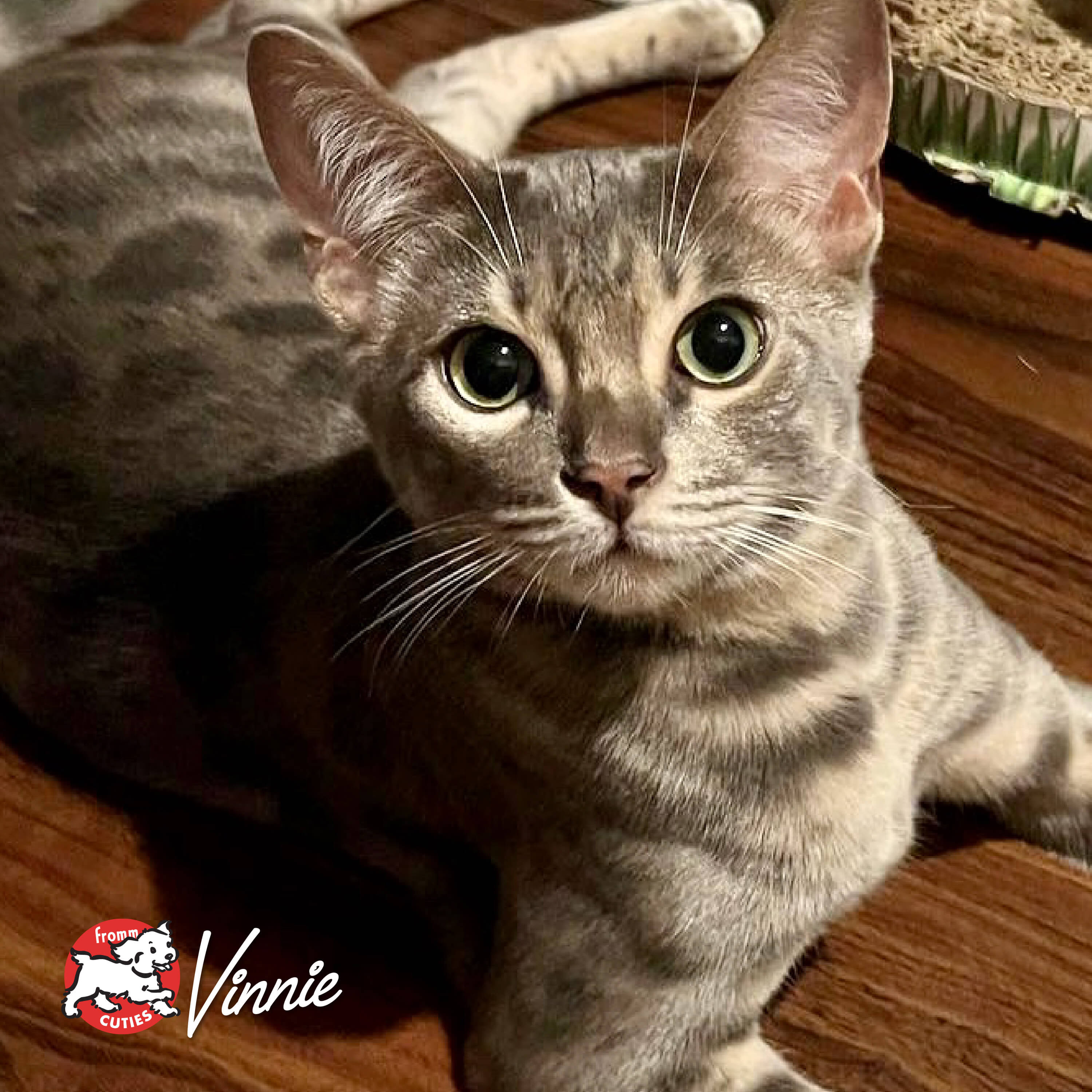 FourStarCatDry_cuties-vinnie
