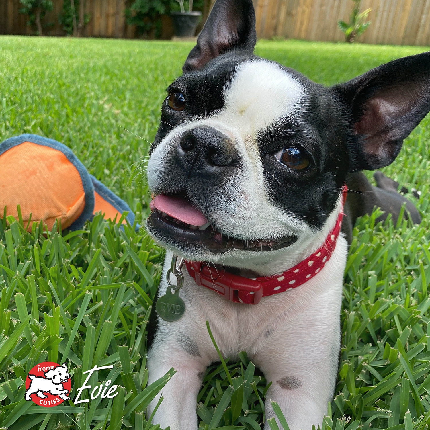 Turkey & Pumpkin Pâté Dog Food | GoFromm.com - Fromm Pet Food