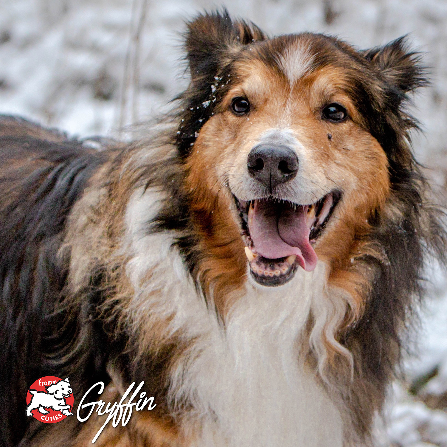 Turkey & Pumpkin Pâté Dog Food | GoFromm.com - Fromm Pet Food