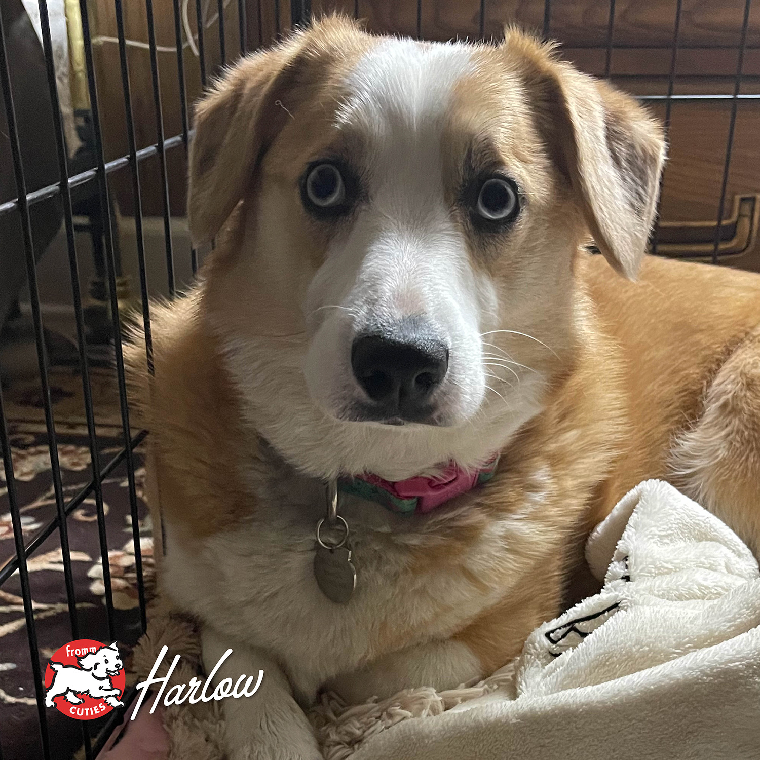 FrommPate_cuties-harlow