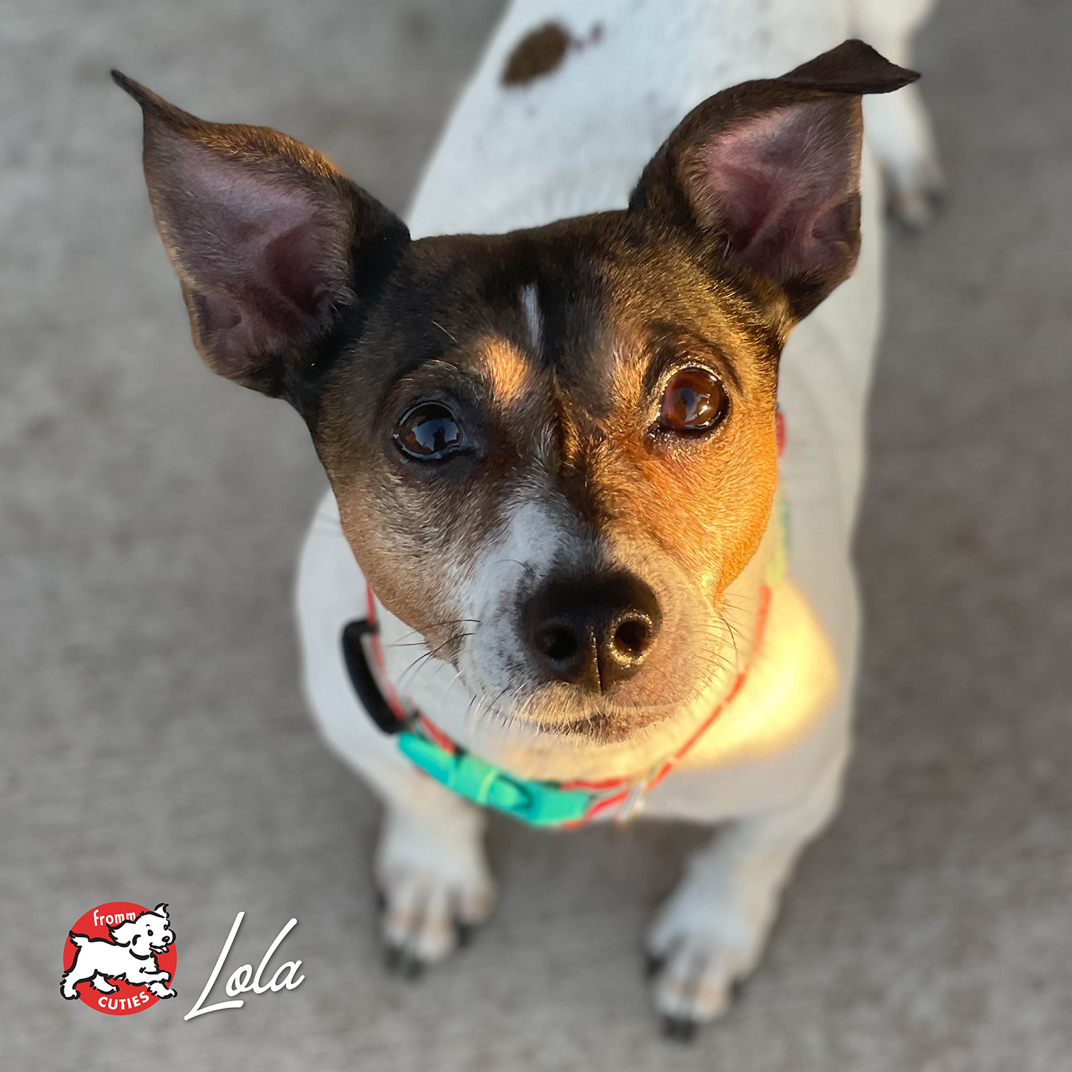 FrommPate_cuties-lola