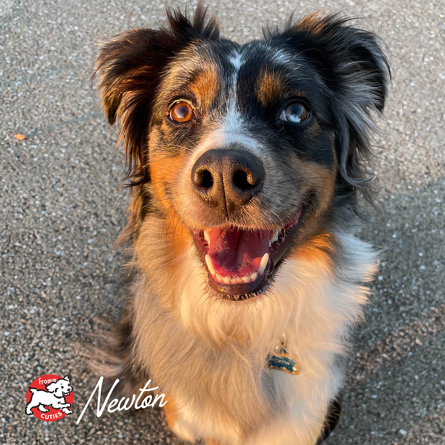 Venison & Lentil Pâté Dog Food | GoFromm.com - Fromm Pet Food
