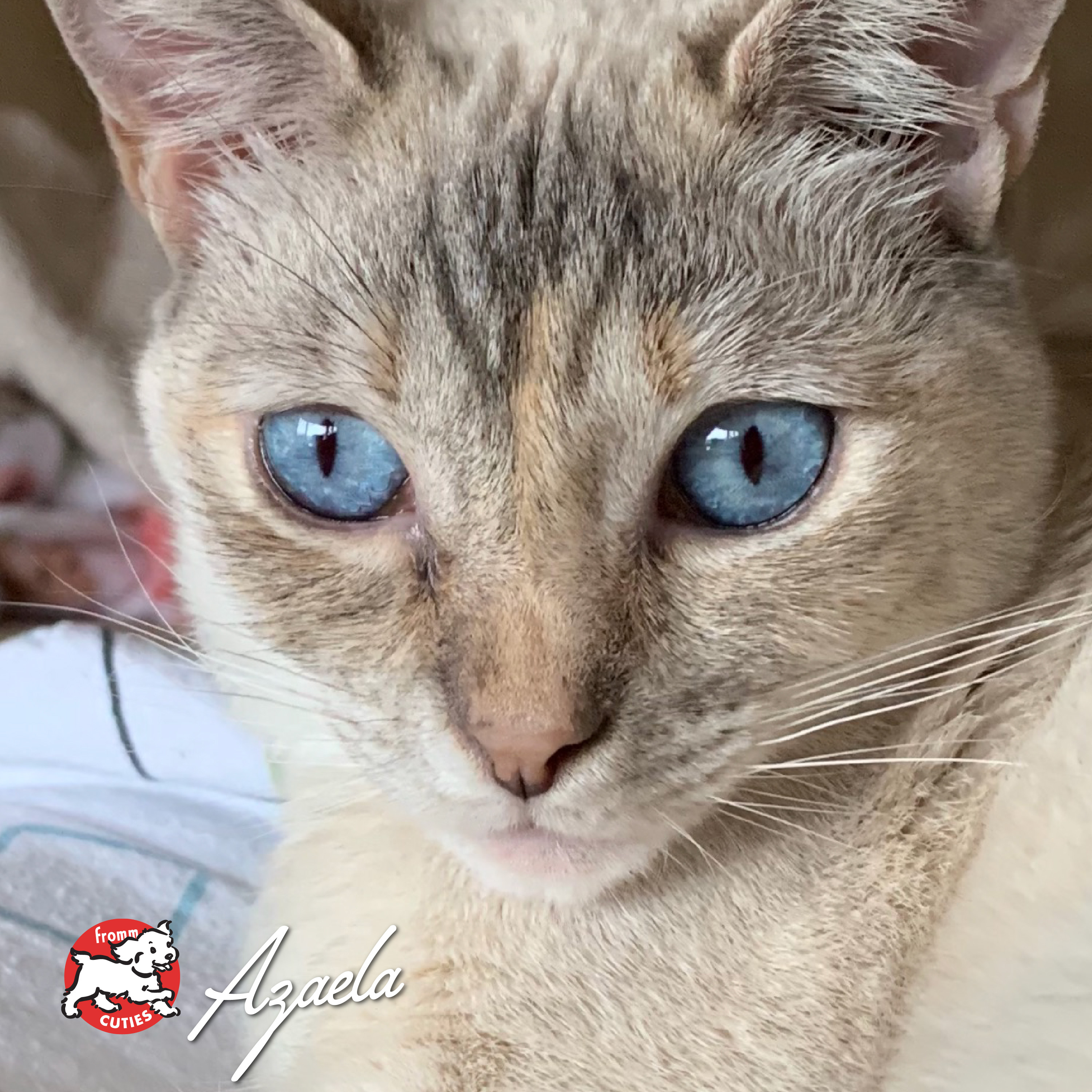 GoldCatCan_cuties-Azaela