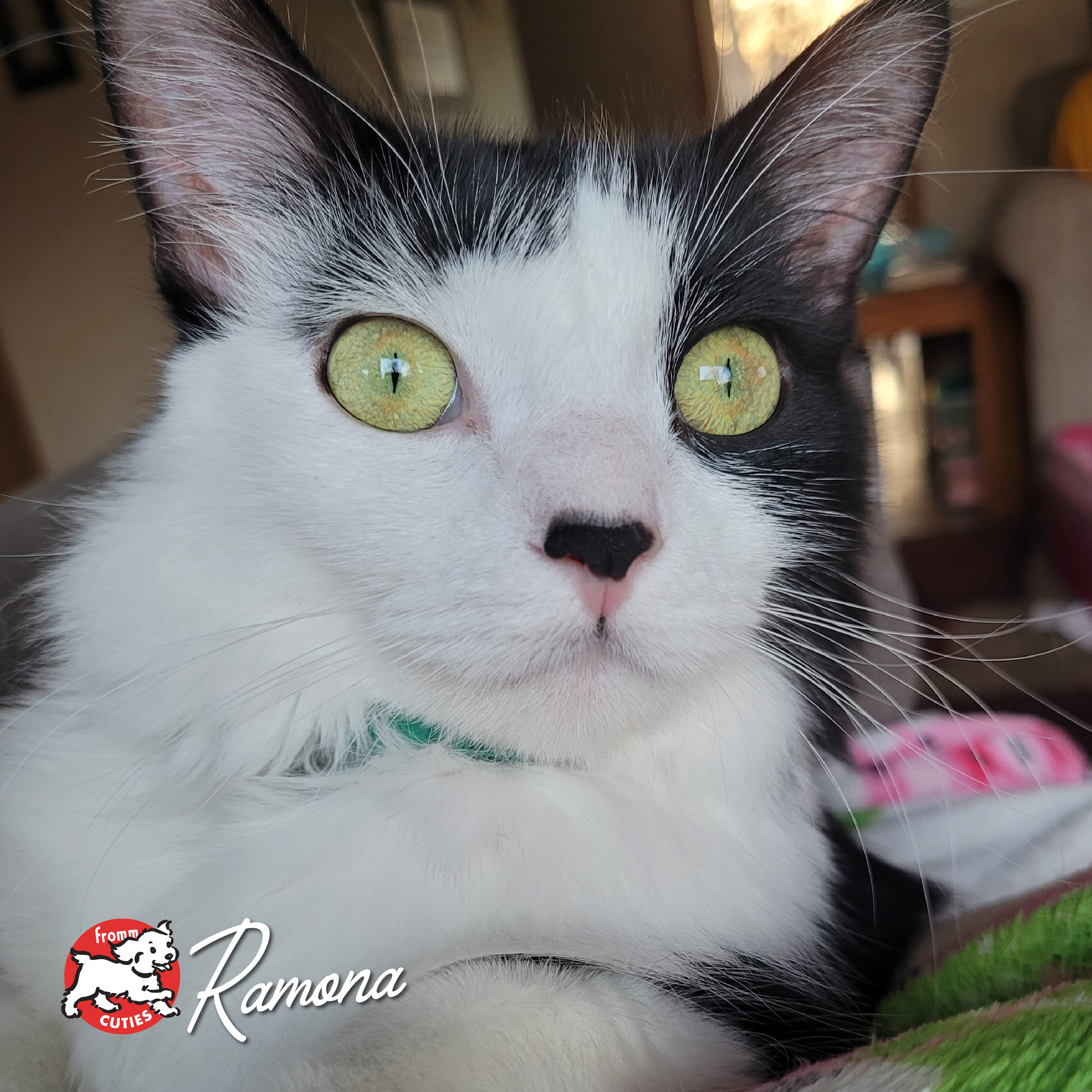 GoldCatCan_cuties-Ramona
