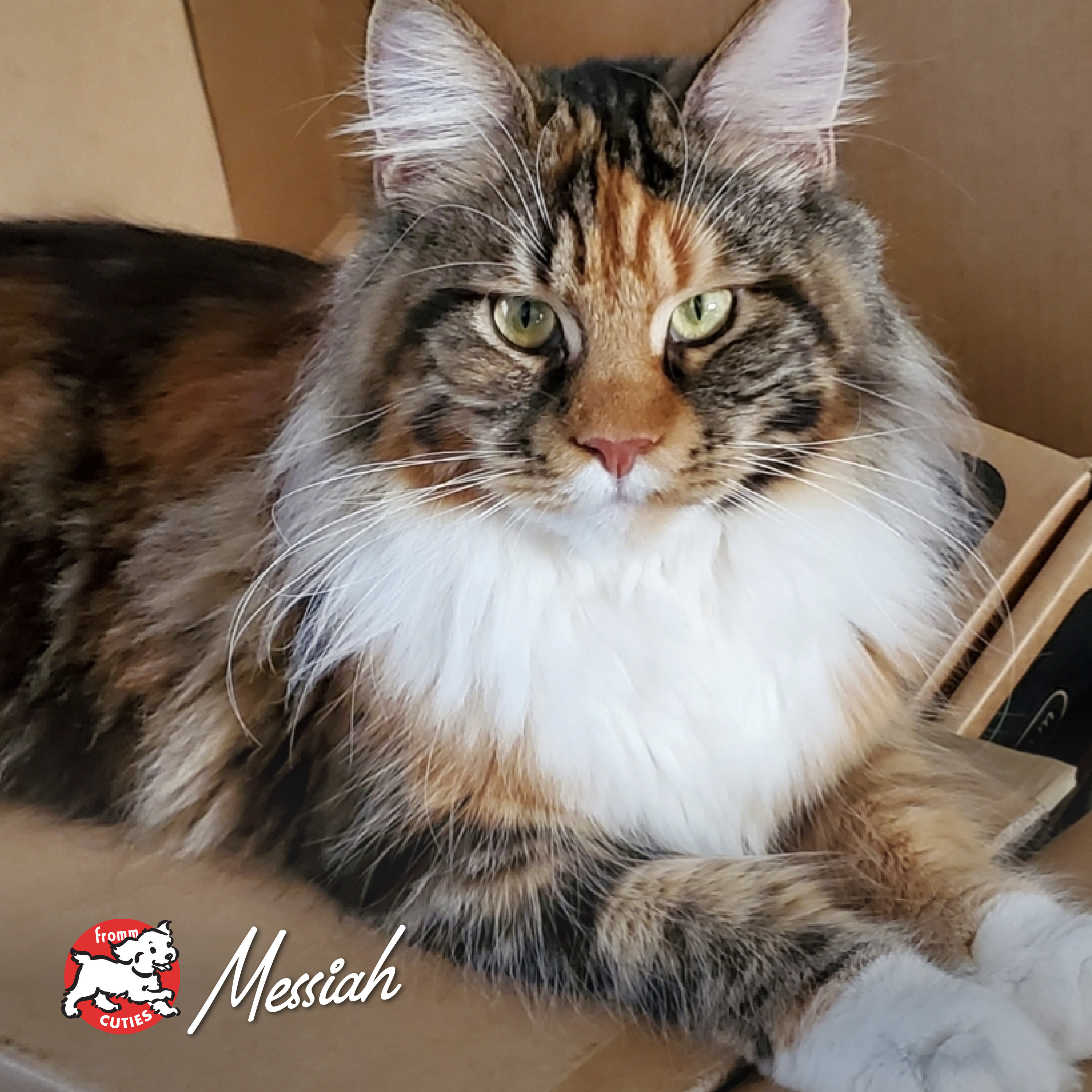 GoldCatCan_cuties-messiah