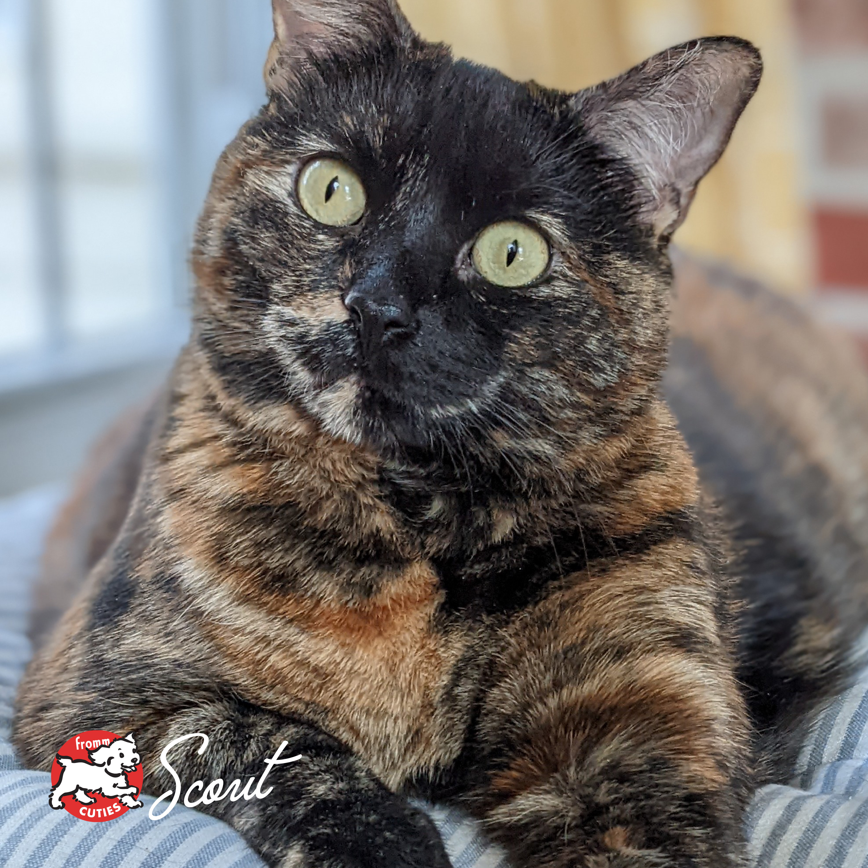 GoldCatCan_cuties-scout