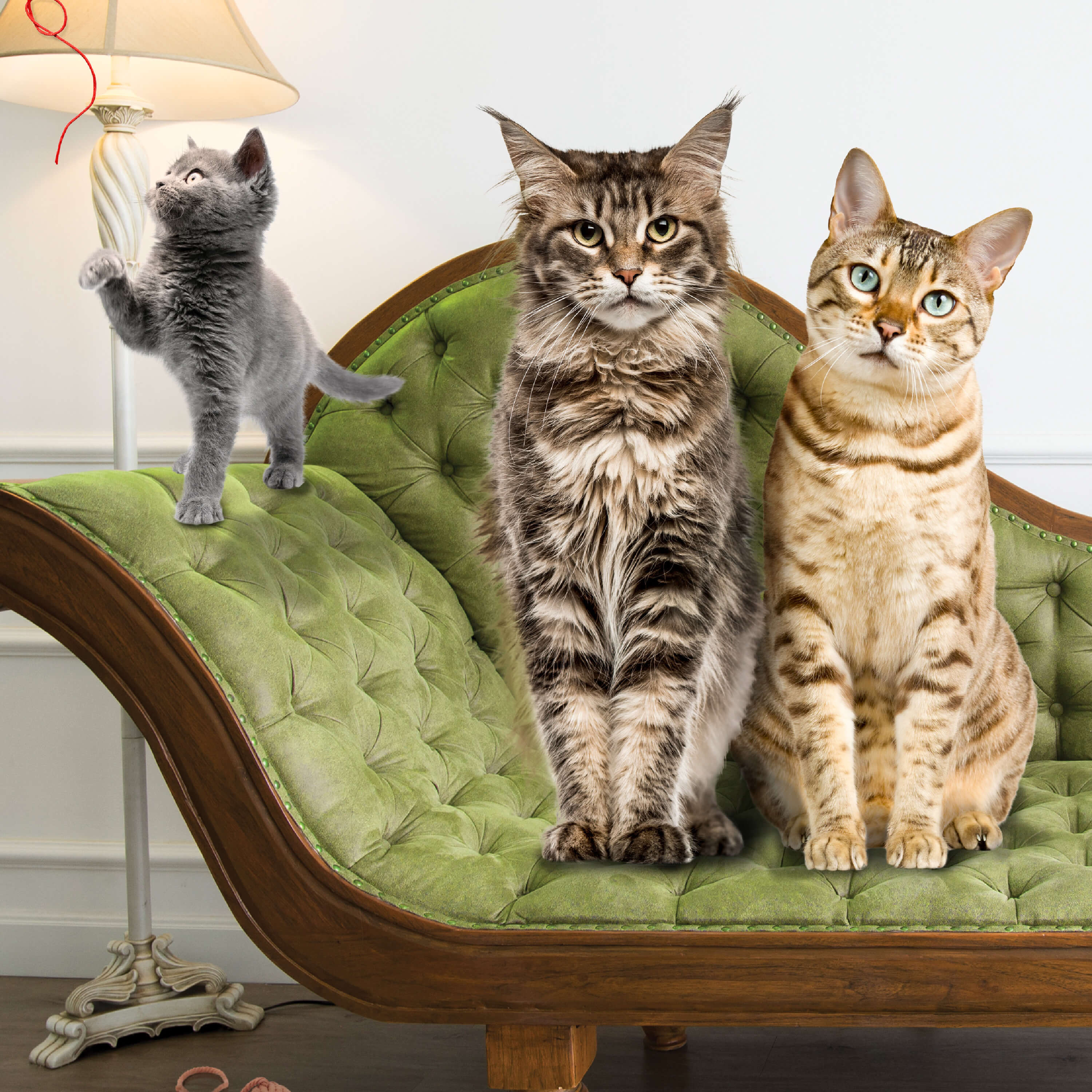 GoldCatDry_Lifestyle_family