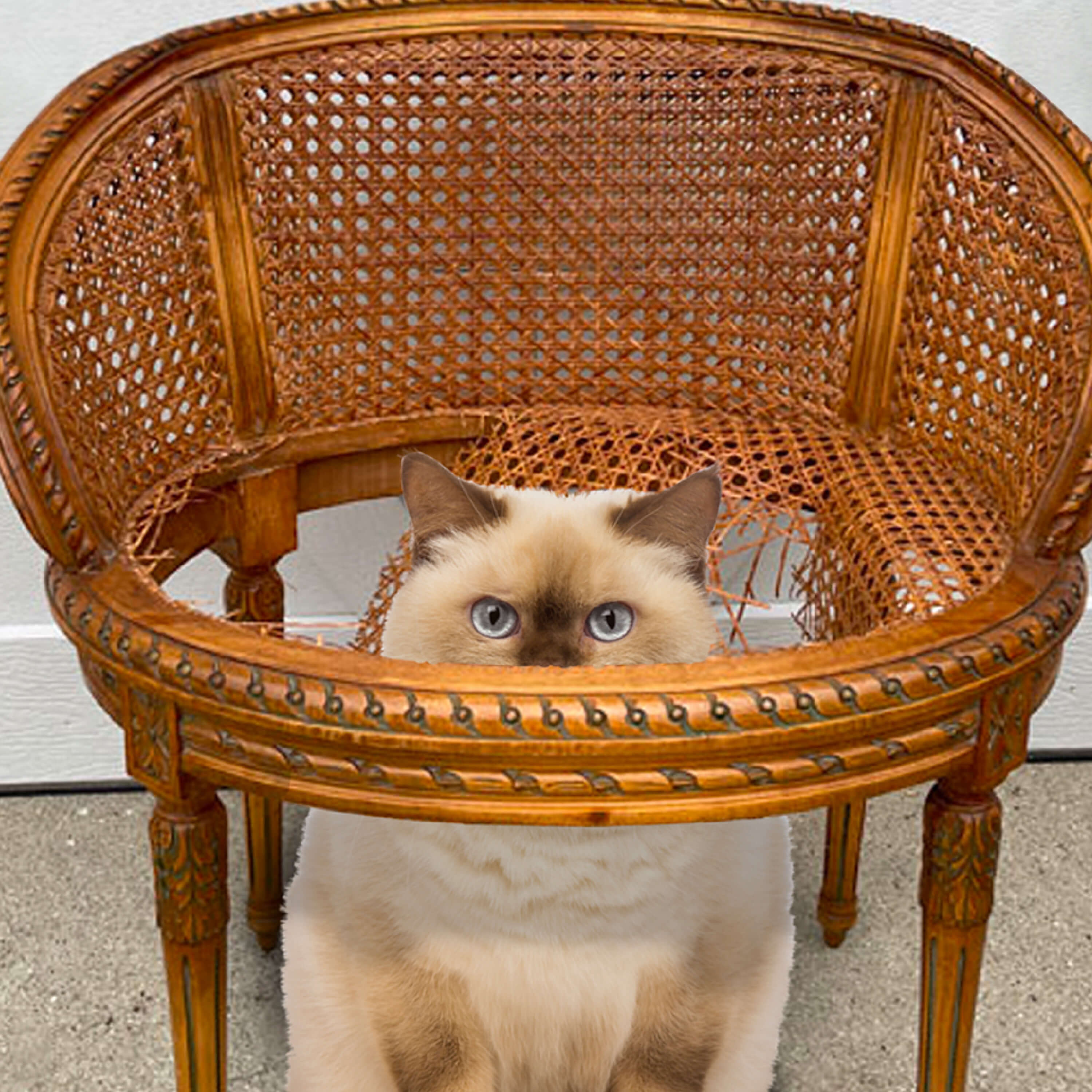 GoldCatDry_Lifestyle_weight