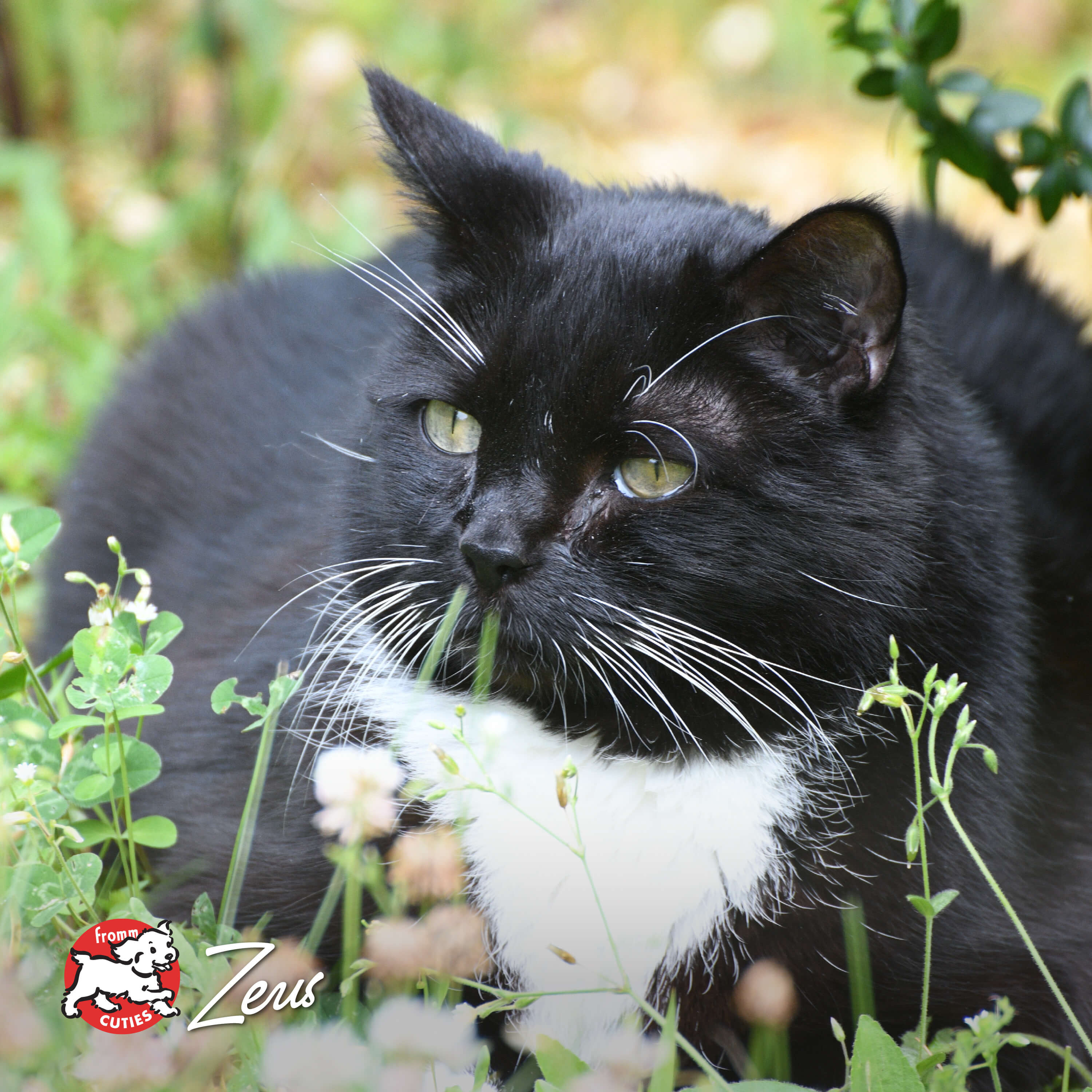 GoldCatDry_cuties-Zeus