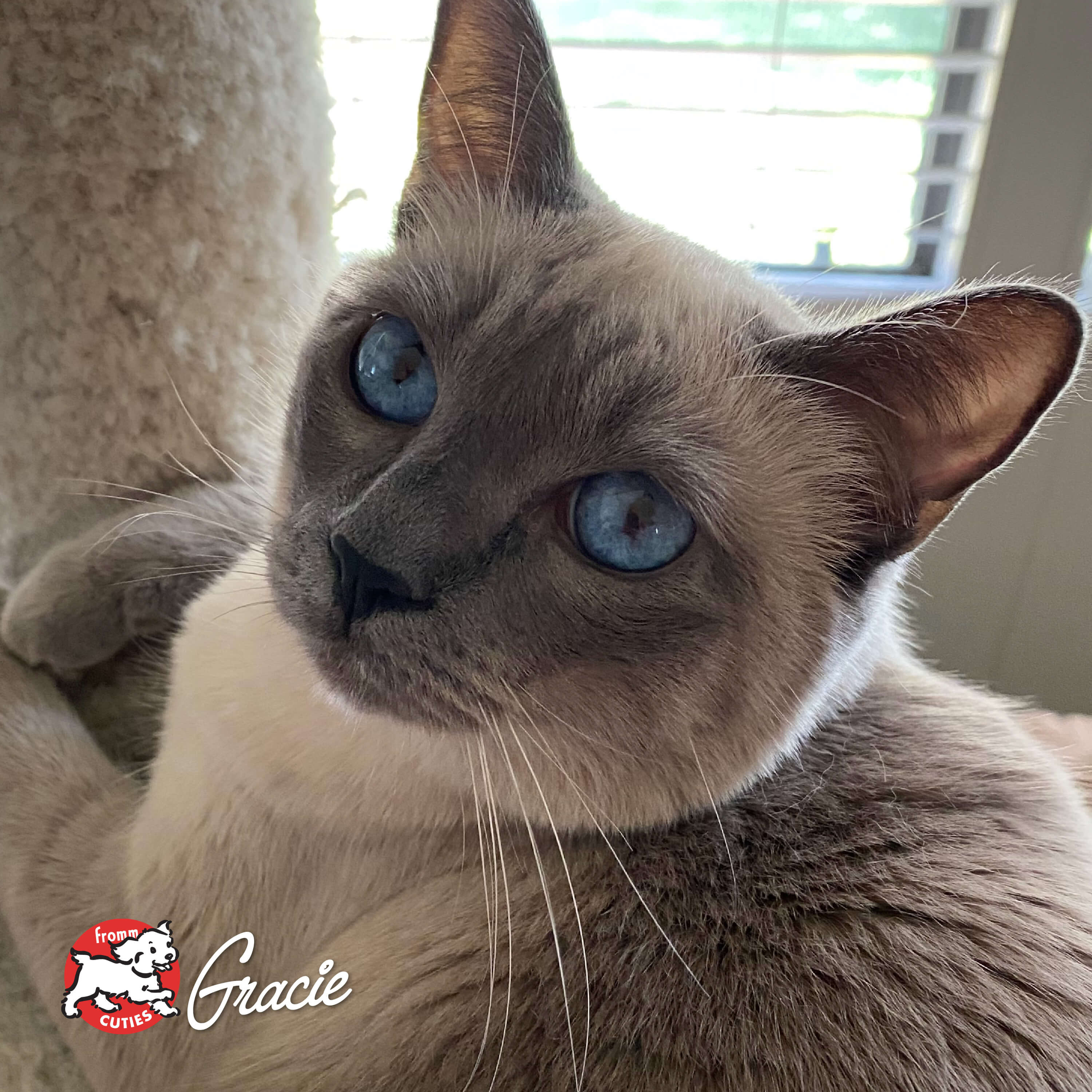 GoldCatDry_cuties-gracie