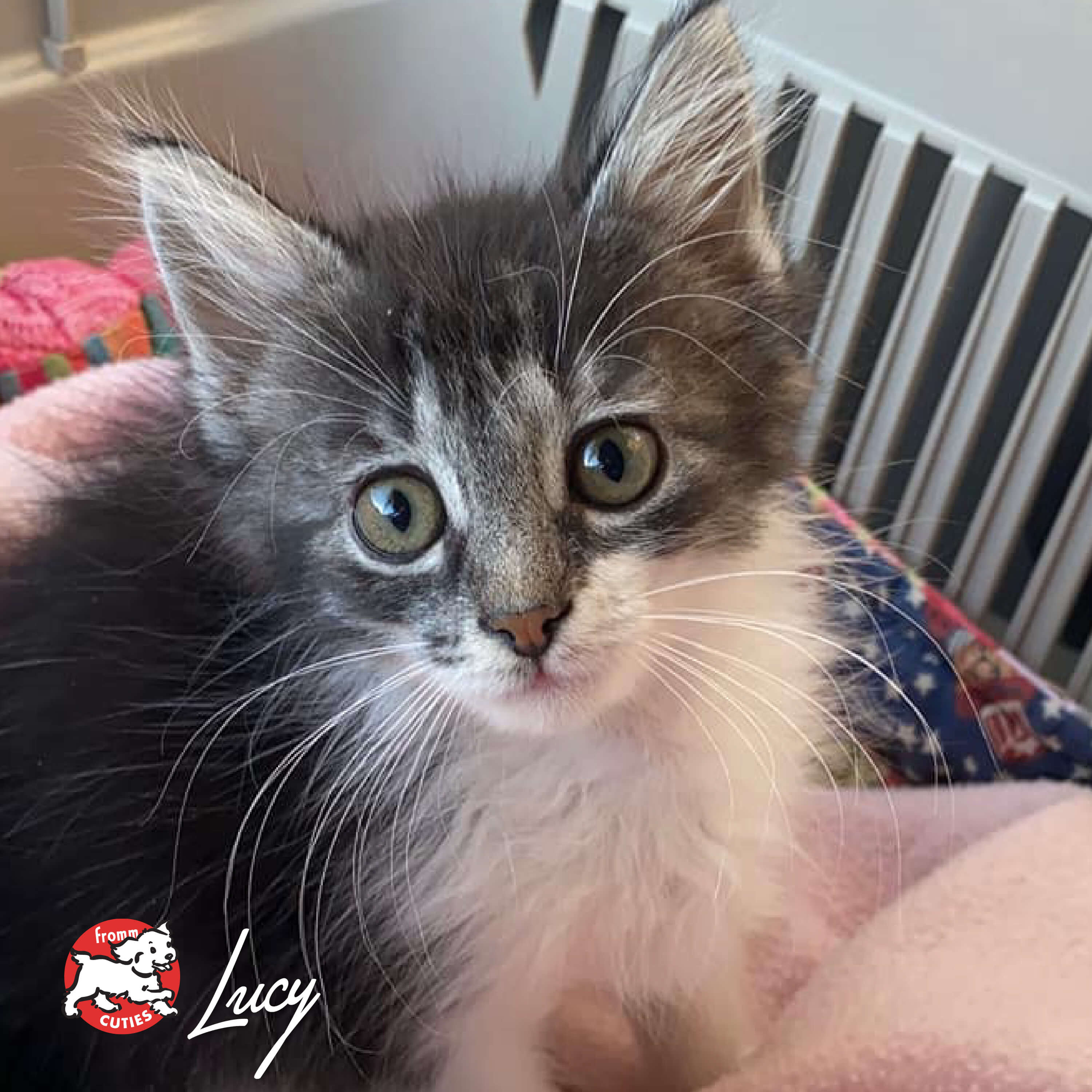 GoldCatDry_cuties-lucy