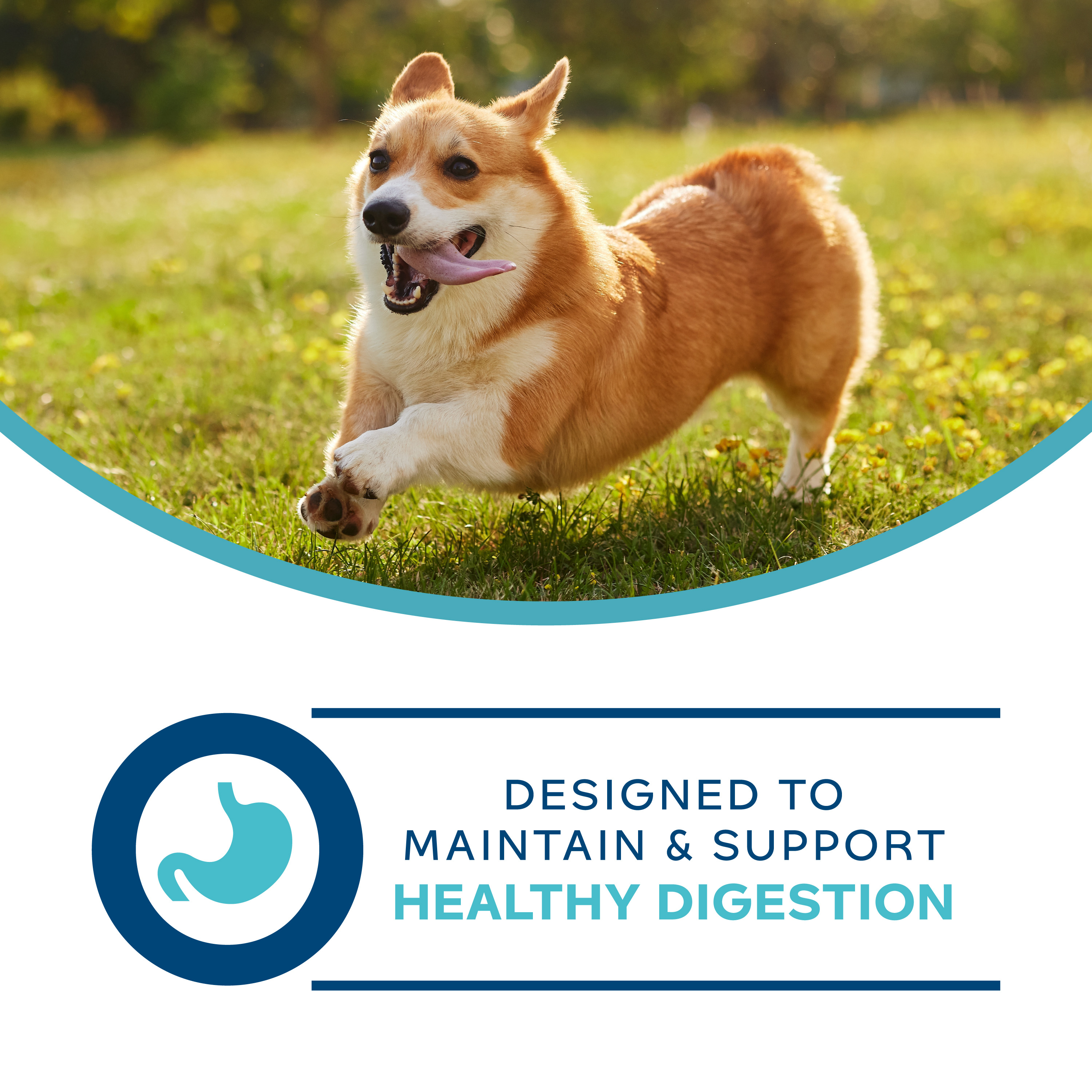 Fromm Family Nutritionals Digestive Low Fat Canned Adult Dog Food. An image of a Corgi running through the grass with text and a stomach icon underneath. Designed to maintain & support healthy digestion.
