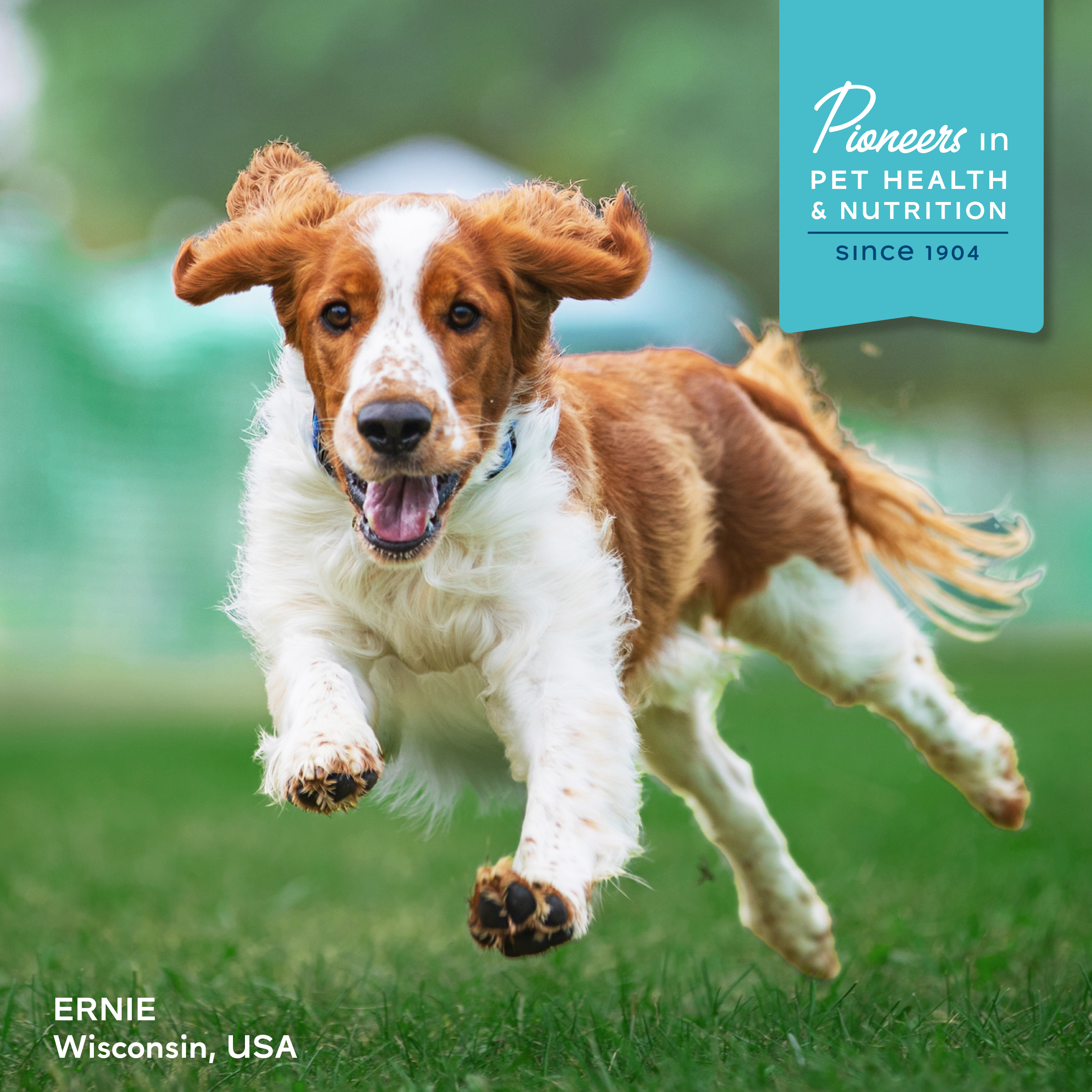 Fromm Family Nutritionals. Pioneers in pet health & nutrition since 1904. A cute red and white medium haired dog running through the grass. Ernie, Wisconsin USA