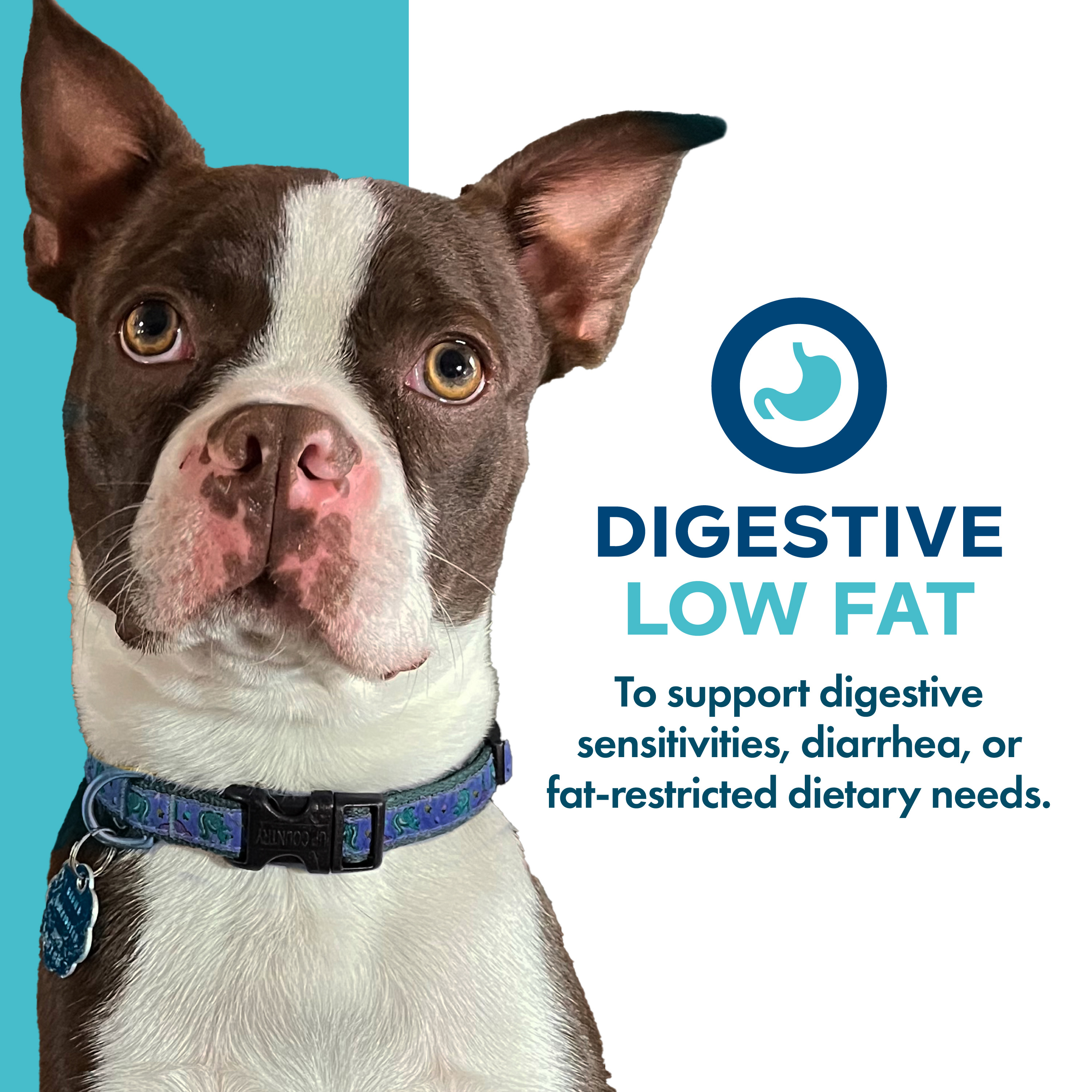 A cute dog with blue background. Digestive Low Fat to support digestive sensitivities, diarrhea, or fat- restricted dietary needs.