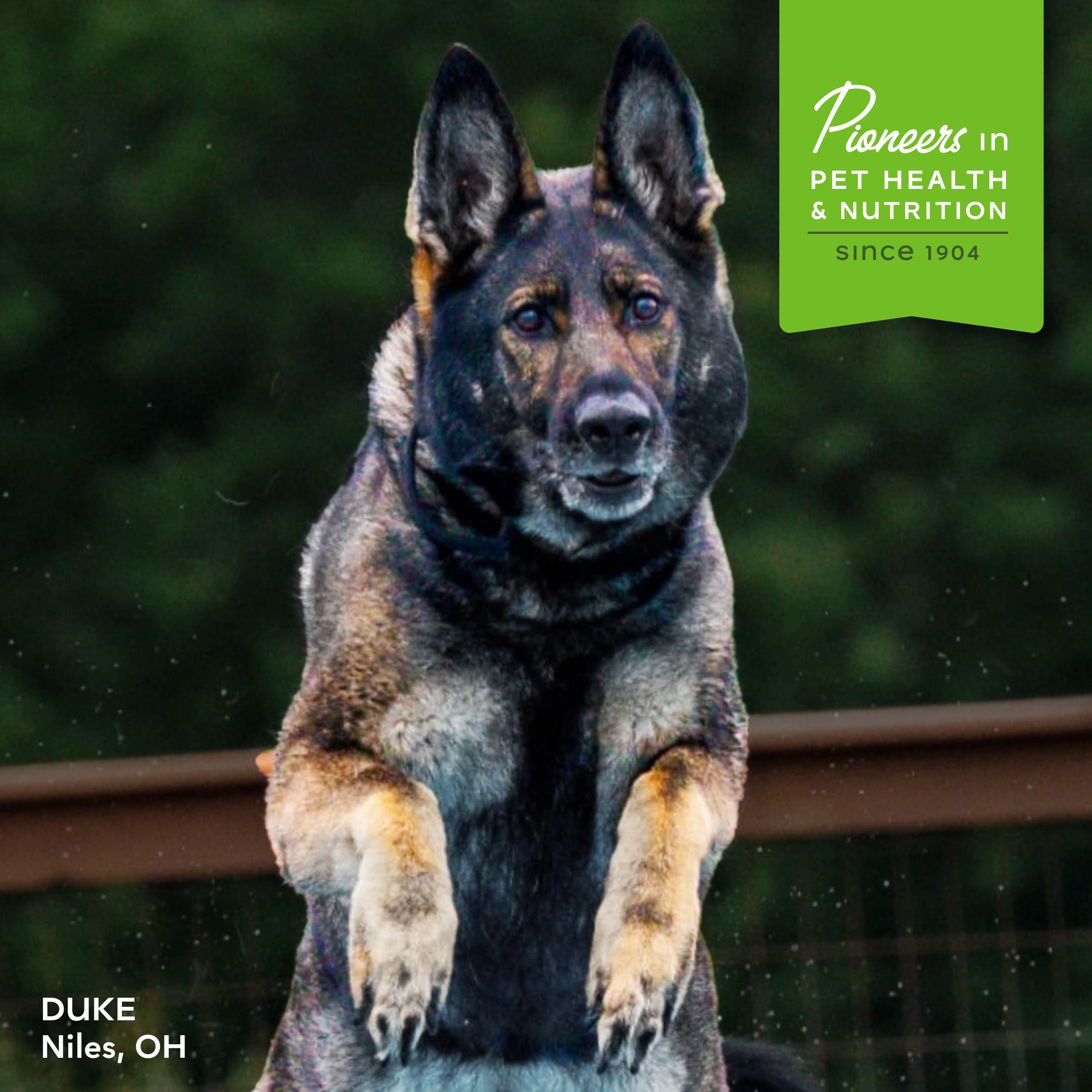 Nutritionals-dog-dry-lifestyle_mobility