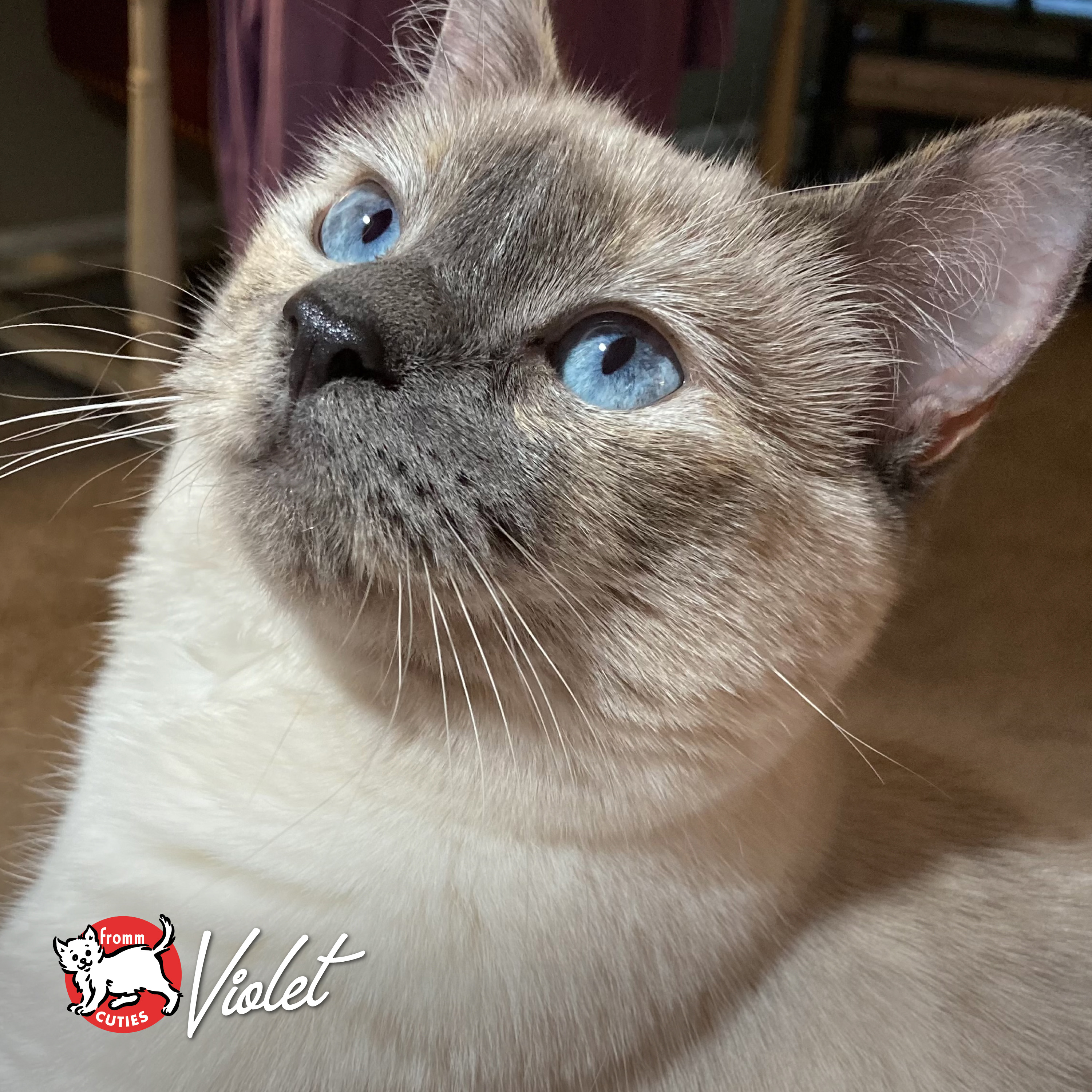 Fromm Cuties. Violet. A Siamese short haired cat with light blue eyes.