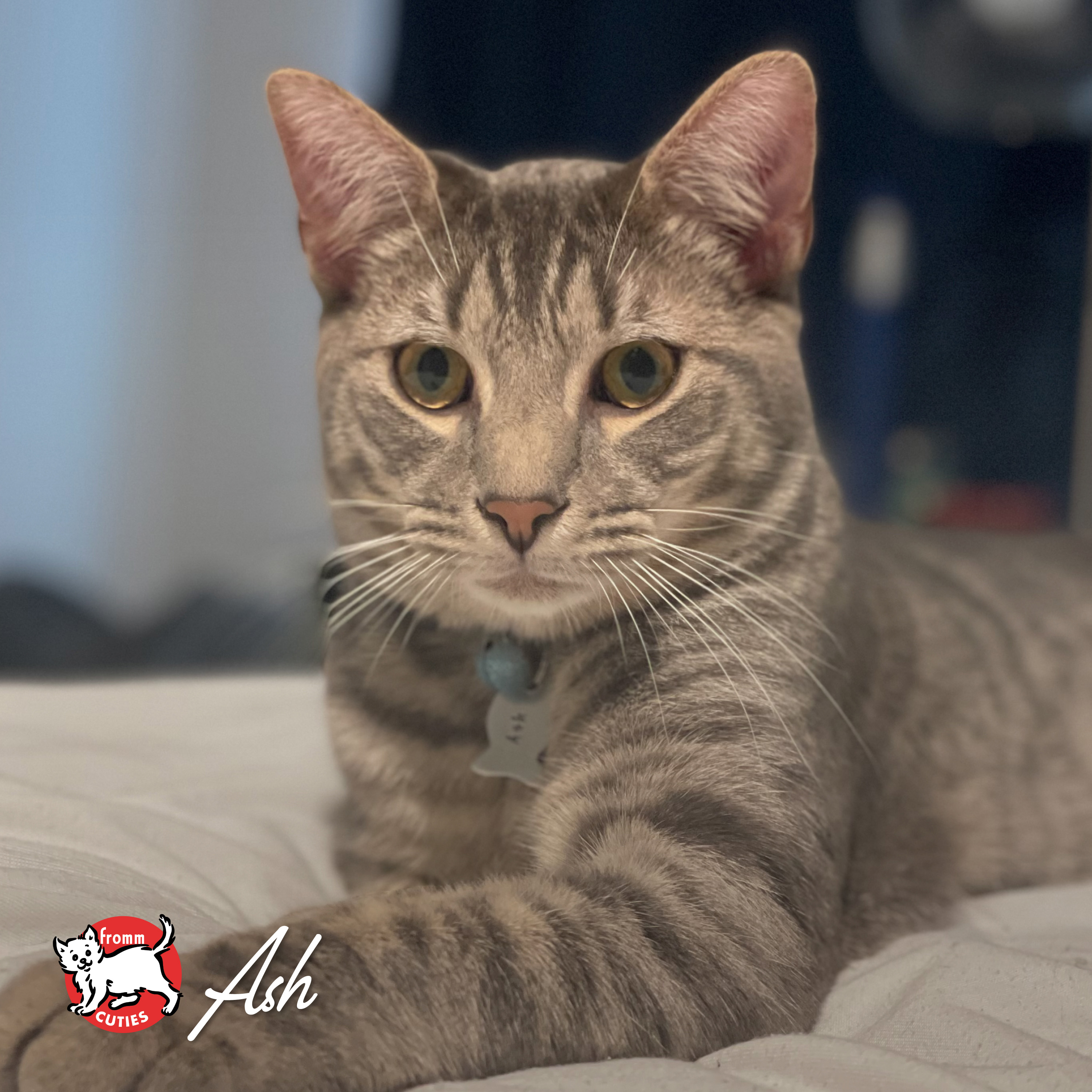 Fromm Cuties. Ash. A gray striped Tabby cat with light yellow eyes.