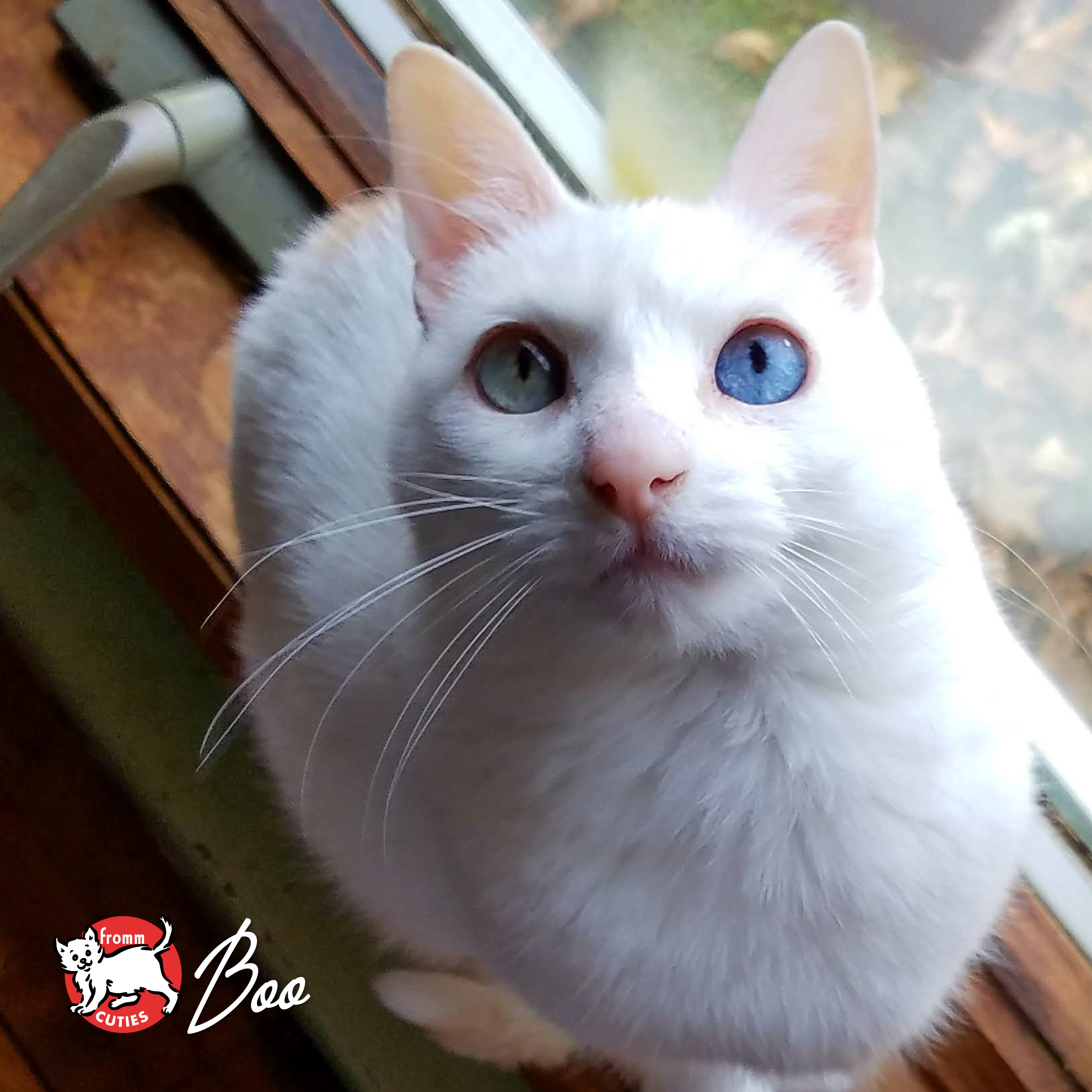 Fromm Cuties. Boo. A white shorthaired cat with blue eyes.