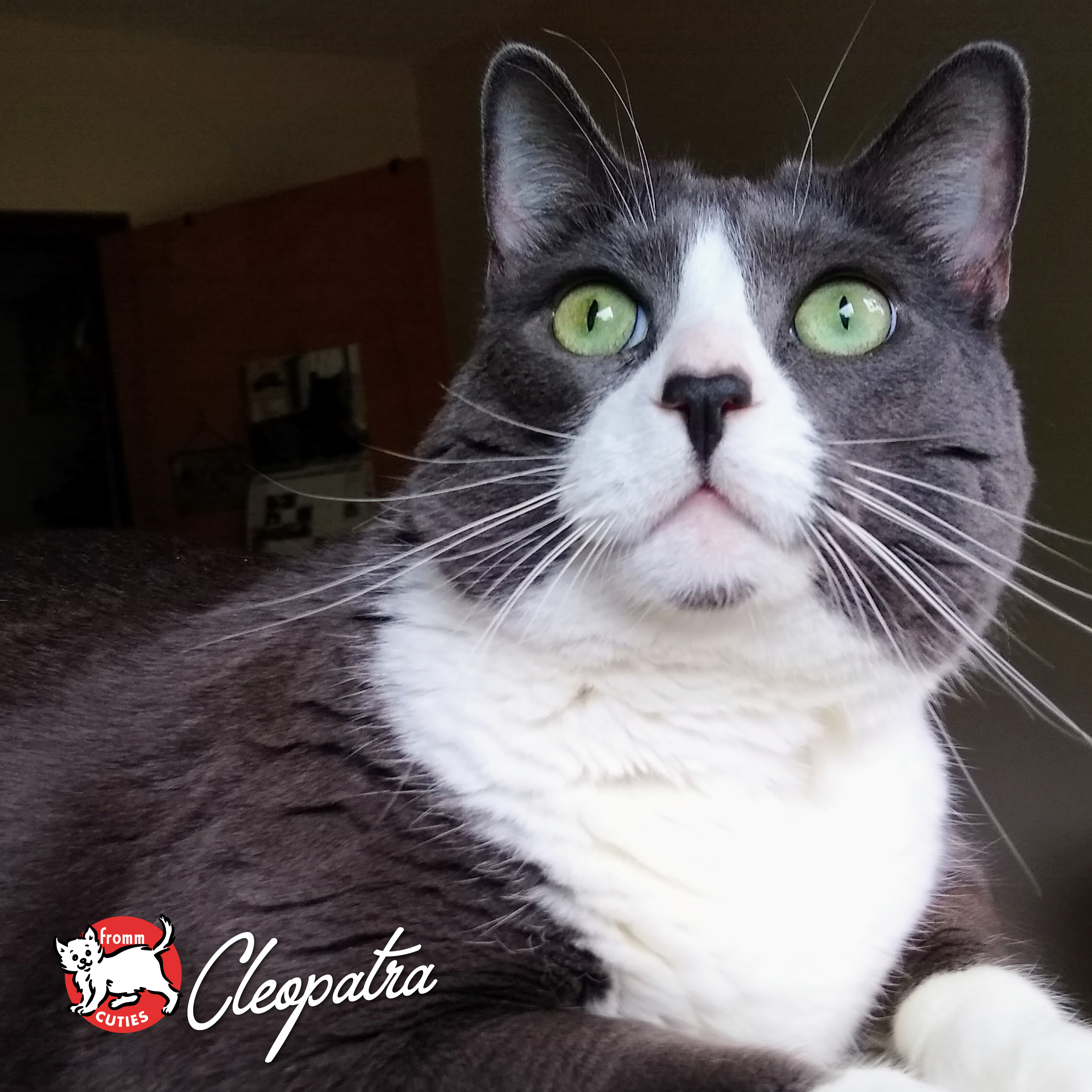 Fromm Cuties. Cleopatra the cat. A gray shorthaired Tuxedo cat with light green eyes.