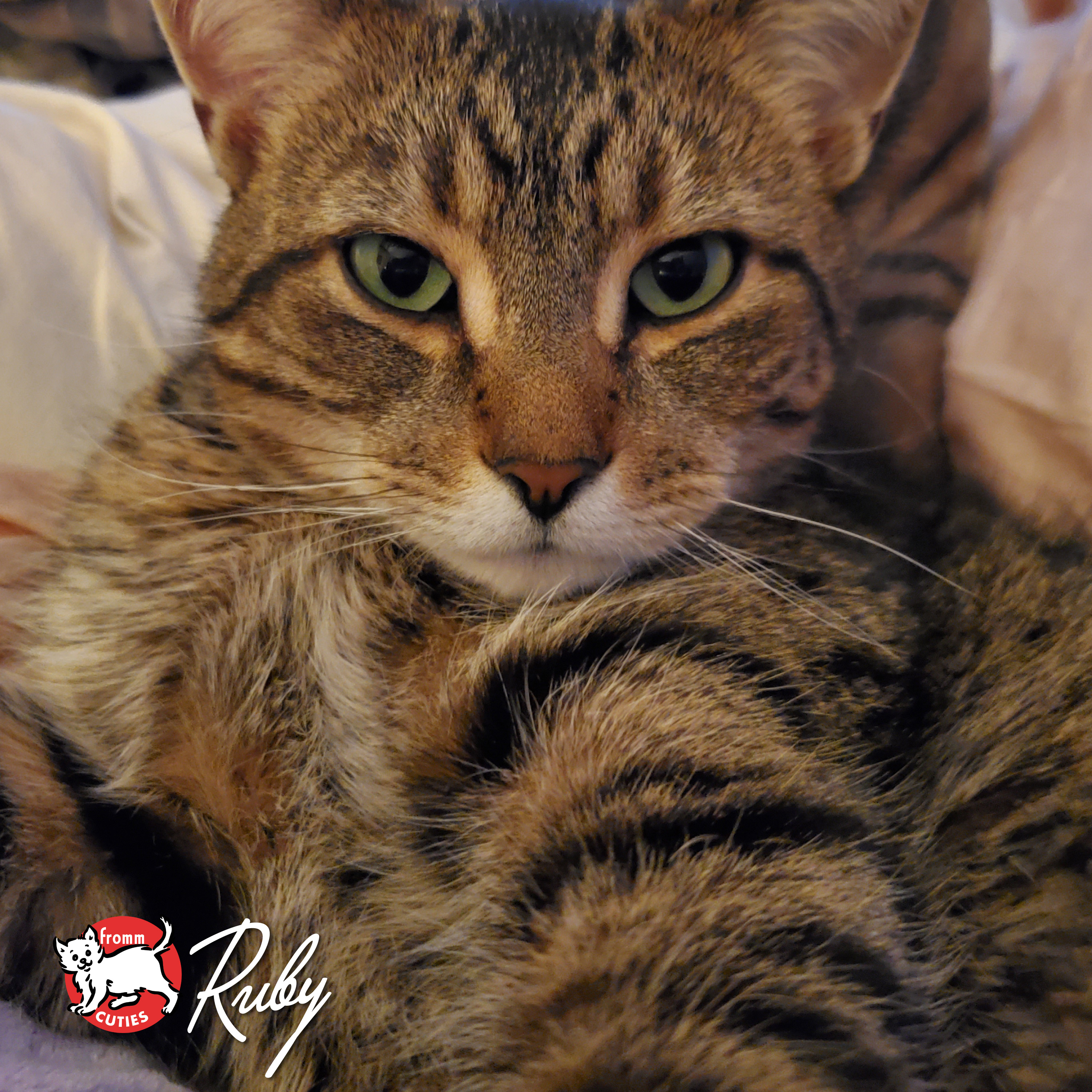 Fromm Cuties. Ruby. A brown and black striped shorthair Tabby cat with light green eyes.