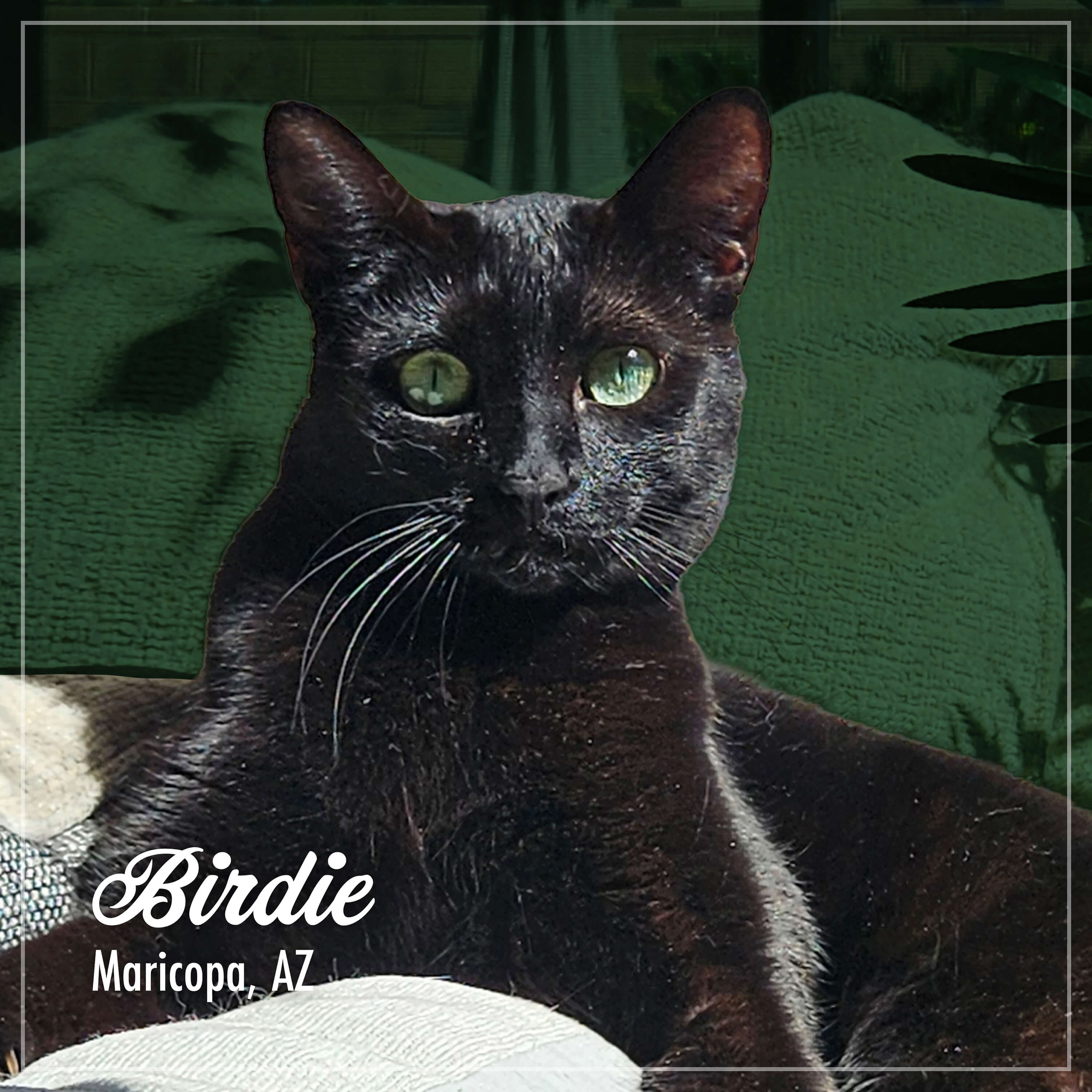 PurrSnickitty_Cuties_Birdie