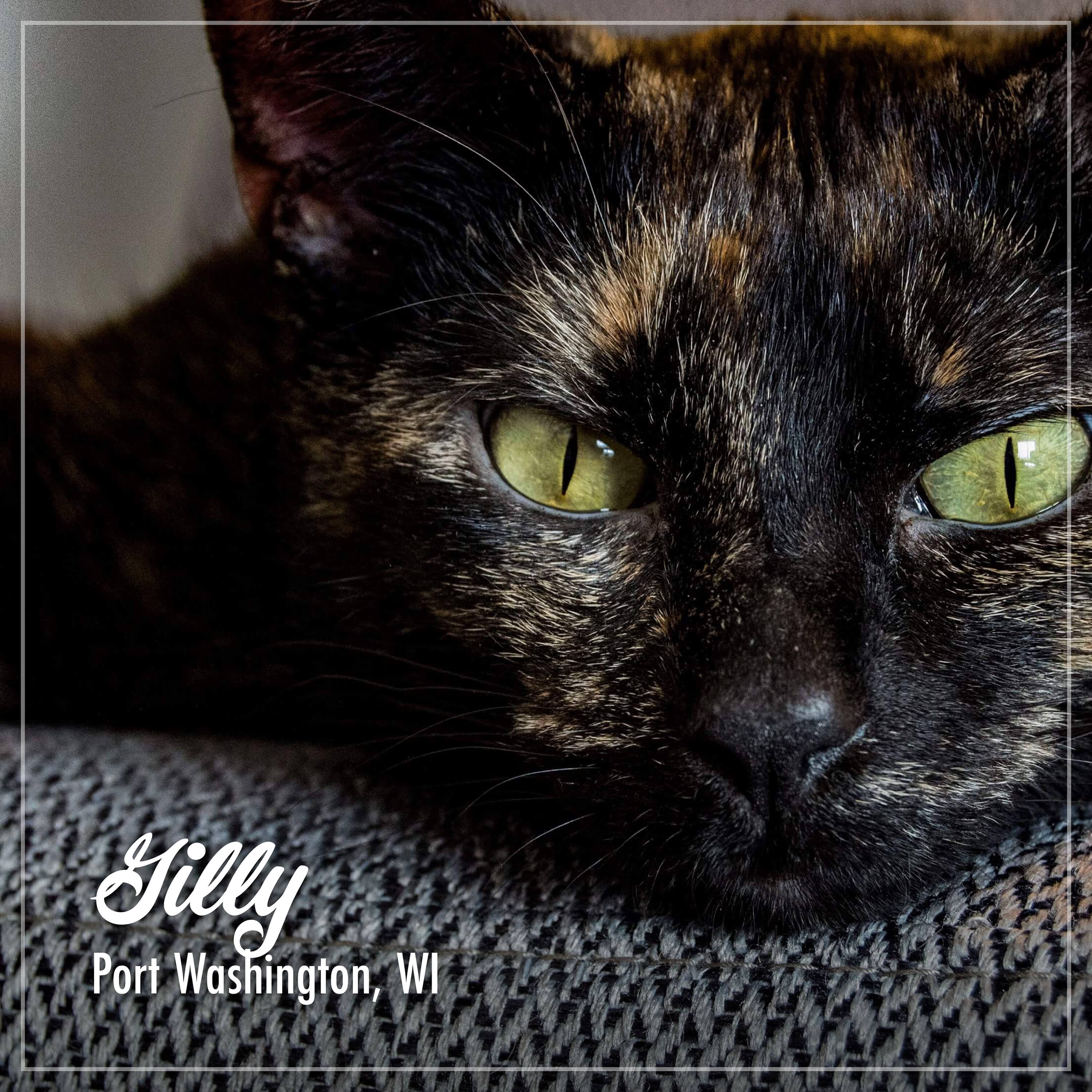 PurrSnickitty_Cuties_Gilly