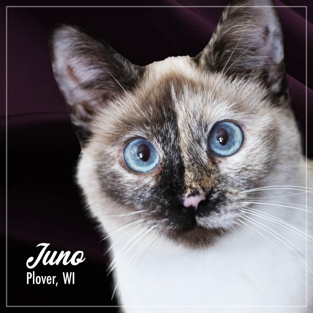 PurrSnickitty_Cuties_Juno