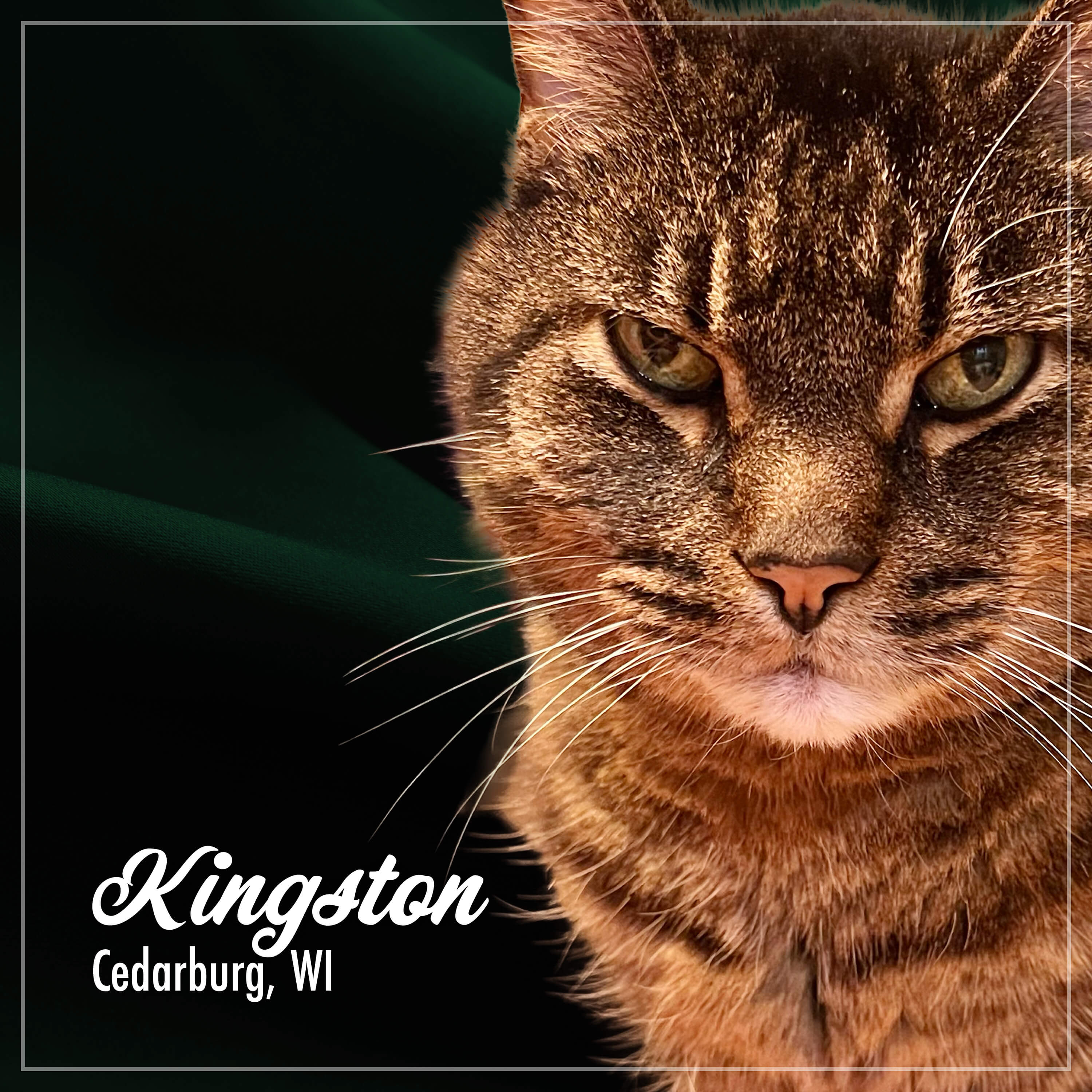 PurrSnickitty_Cuties_Kingston