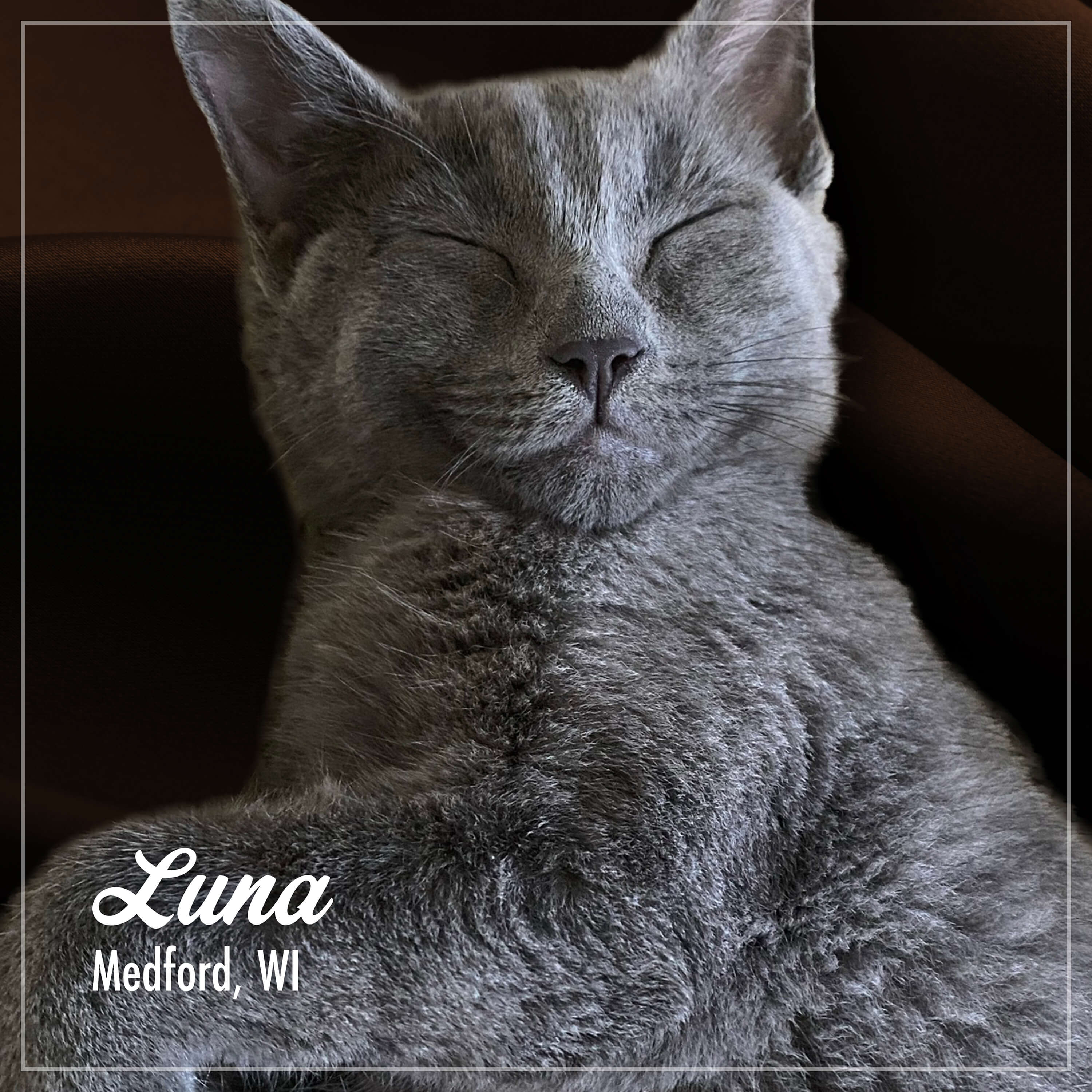 PurrSnickitty_Cuties_Luna