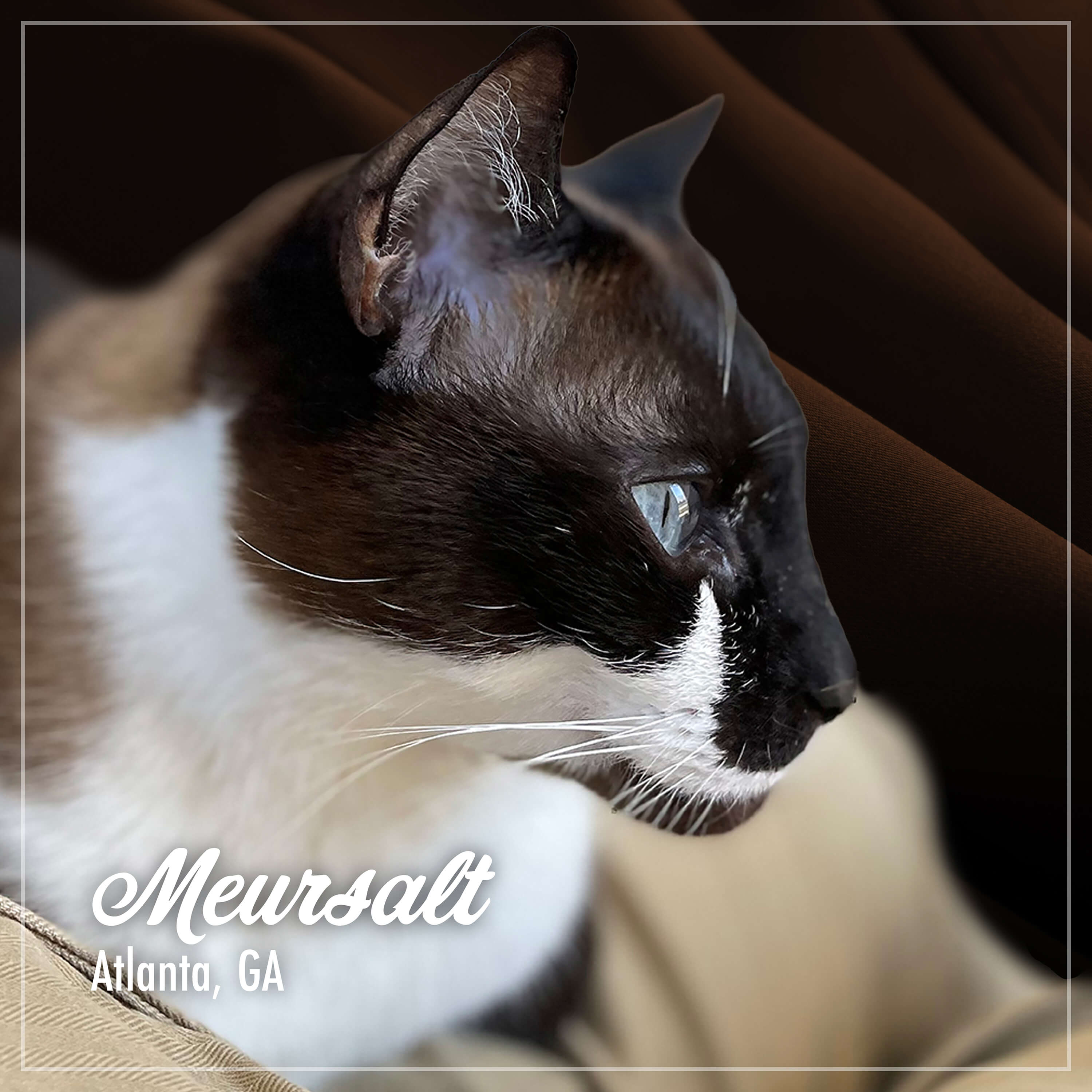 PurrSnickitty_Cuties_Meursalt