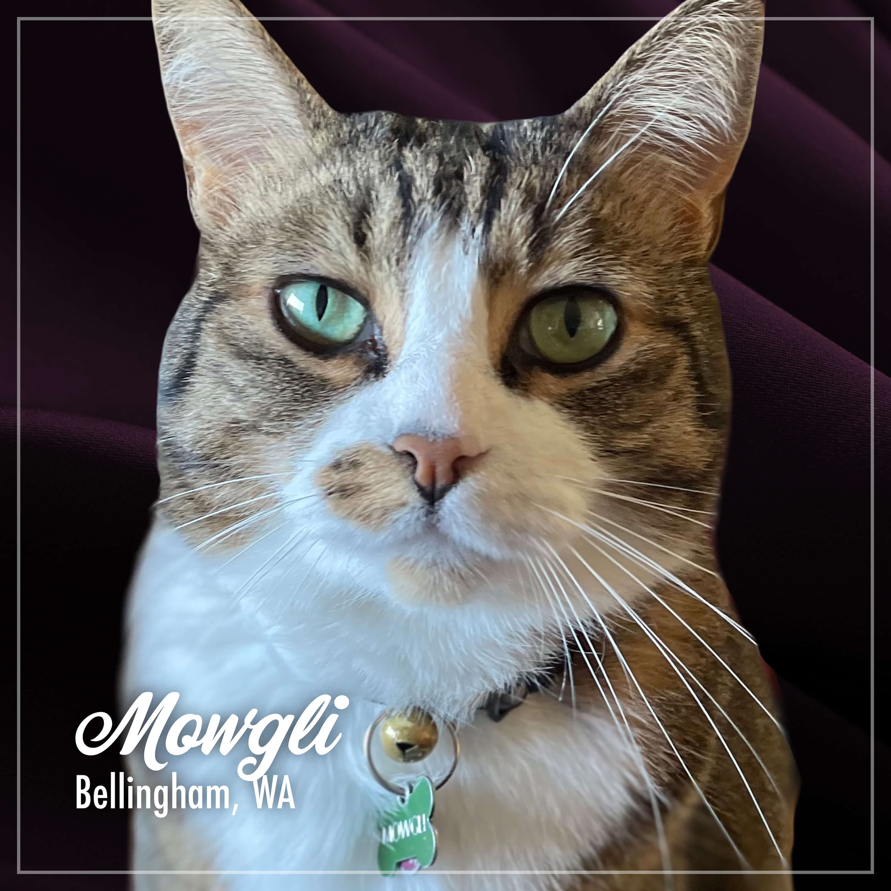 Fromm PurrSnickitty® Salmon Splendor Cat Food | GoFromm.com
