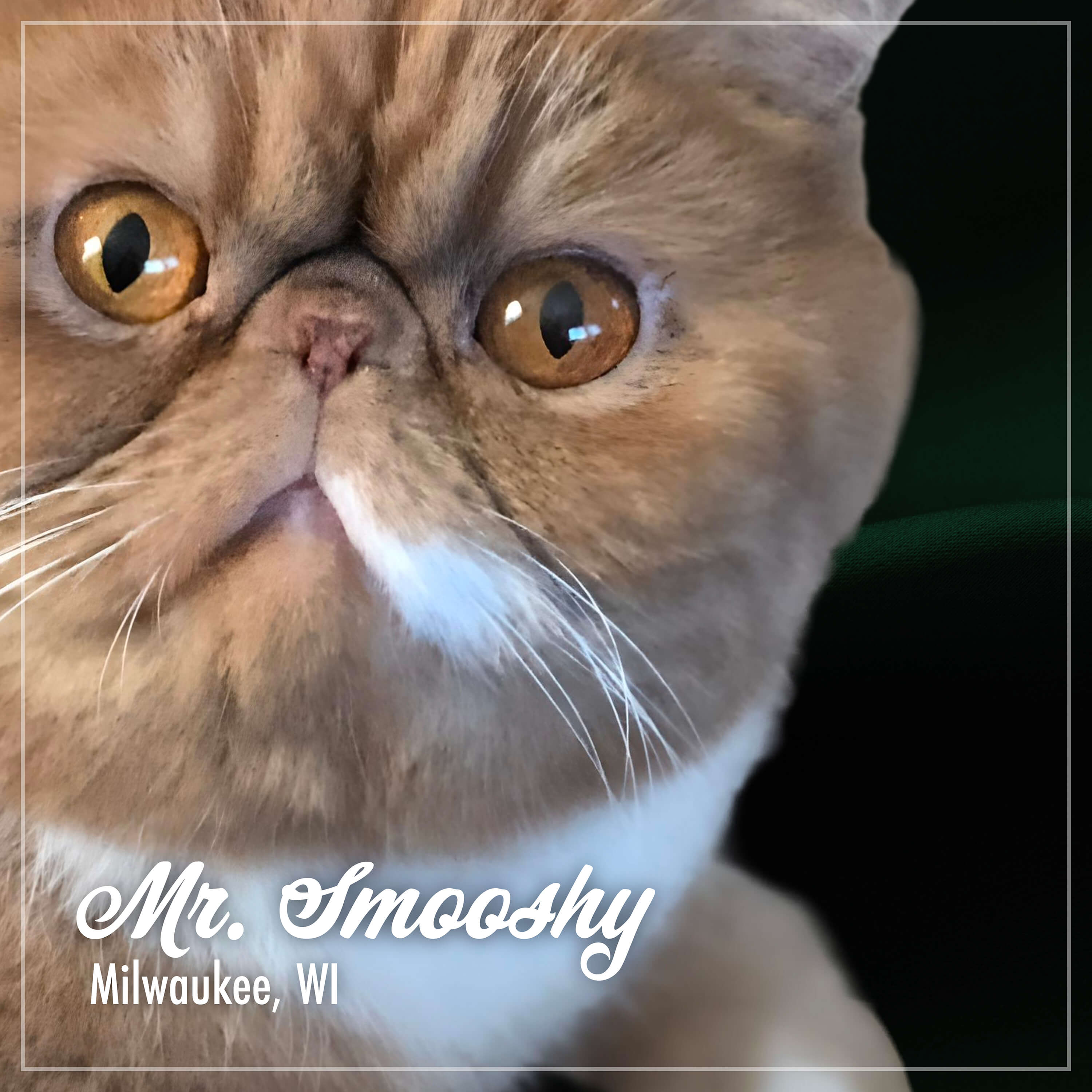 PurrSnickitty_Cuties_MrSmooshy
