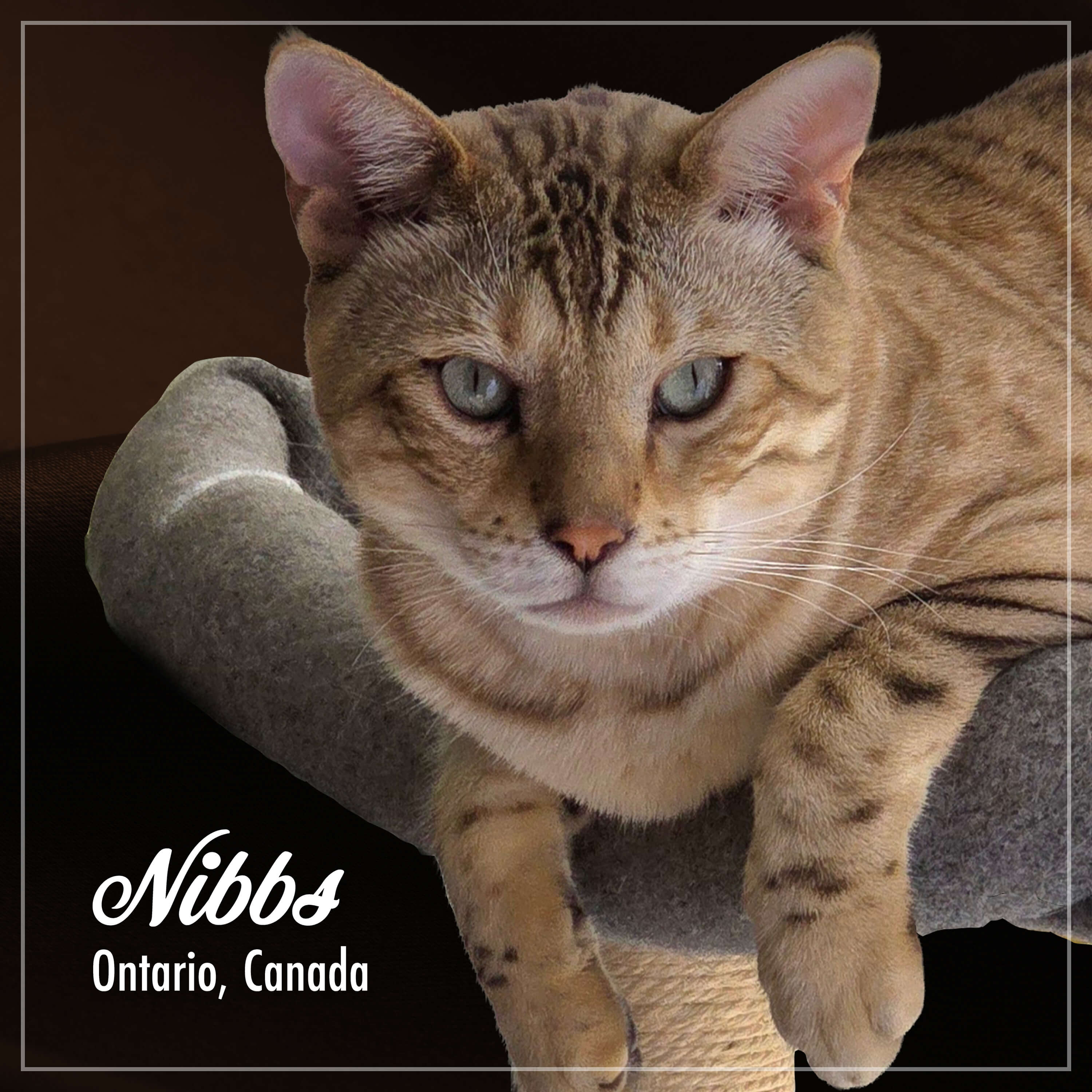 PurrSnickitty_Cuties_Nibbs