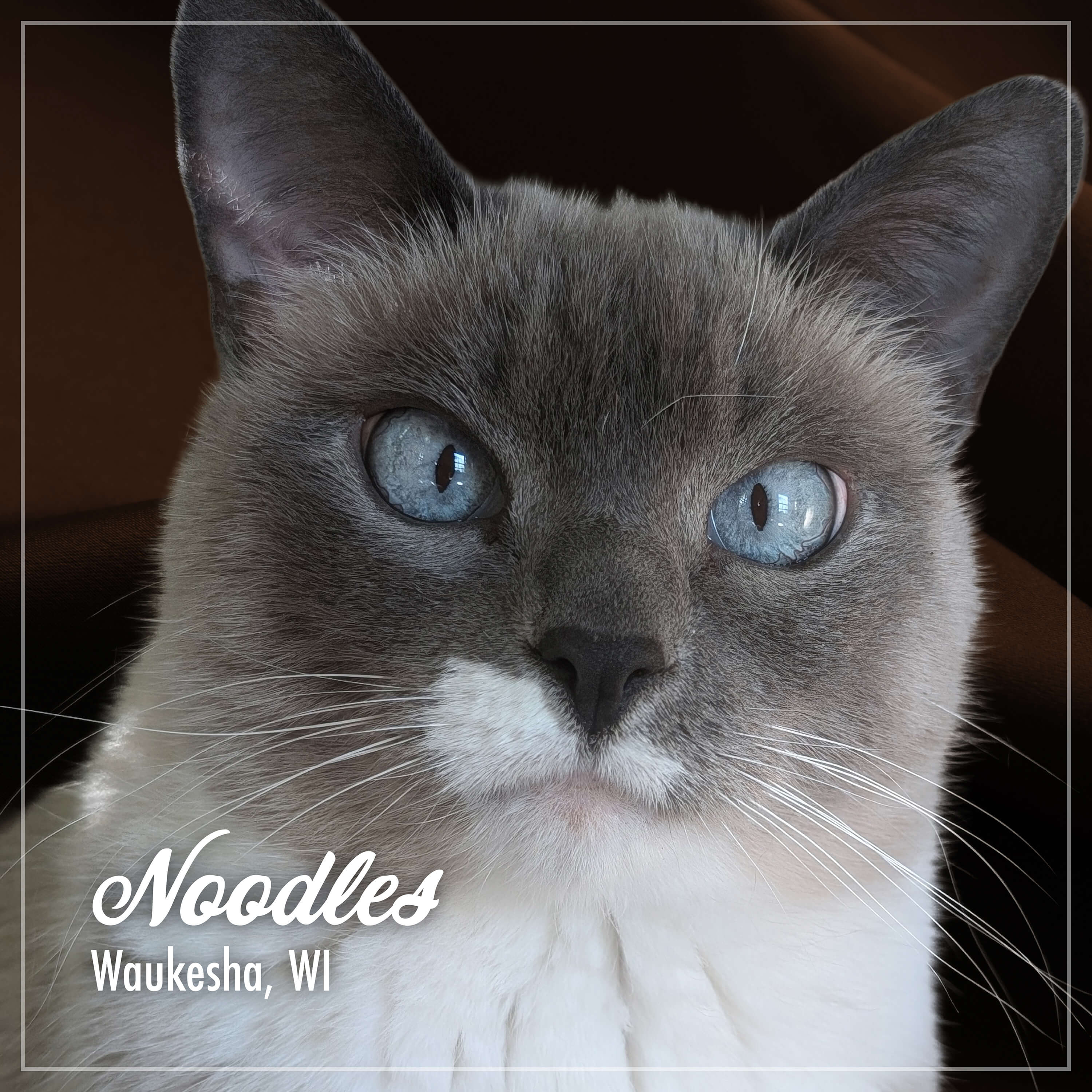 PurrSnickitty_Cuties_Noodles