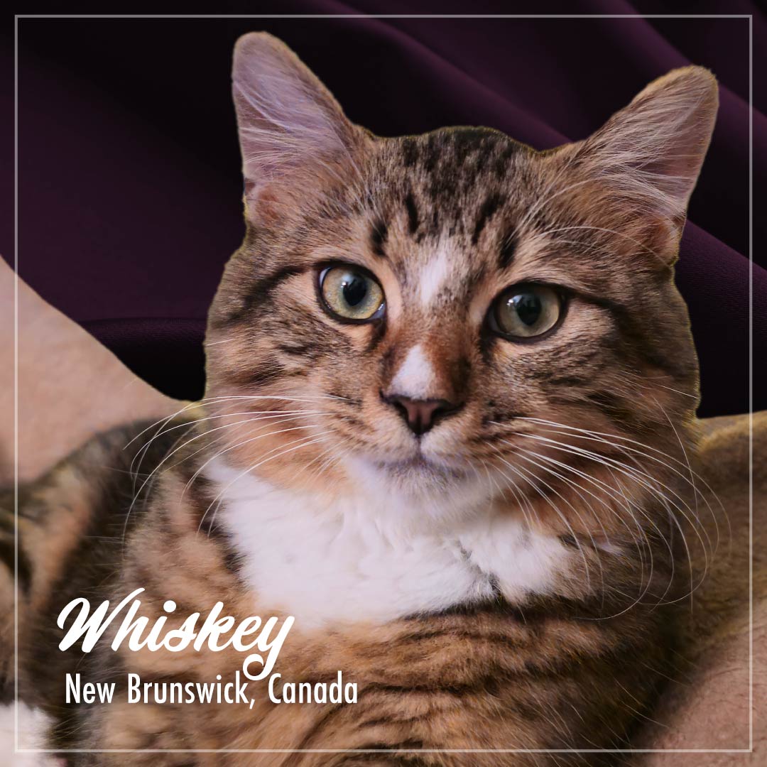PurrSnickitty_Cuties_Whiskey