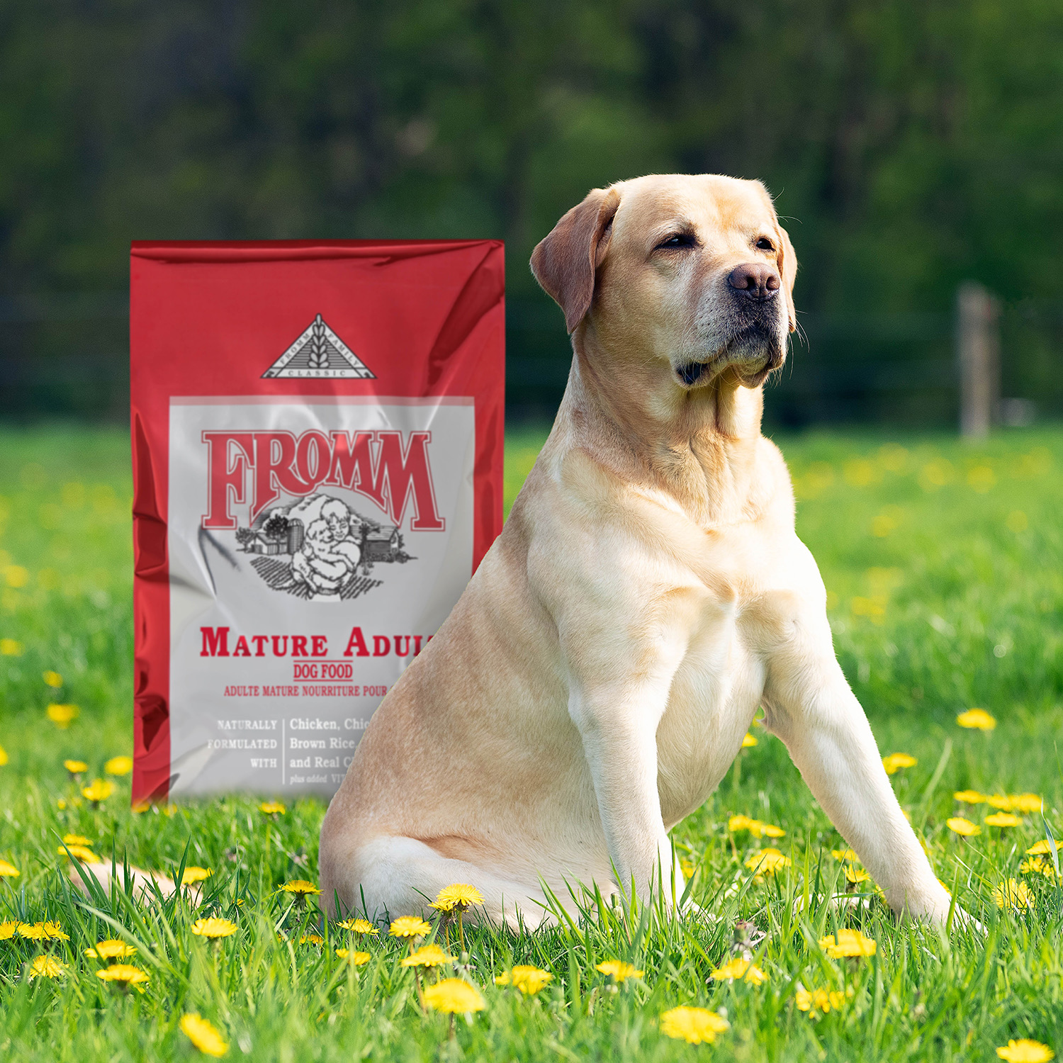 classic_lifestyle-mature-dog