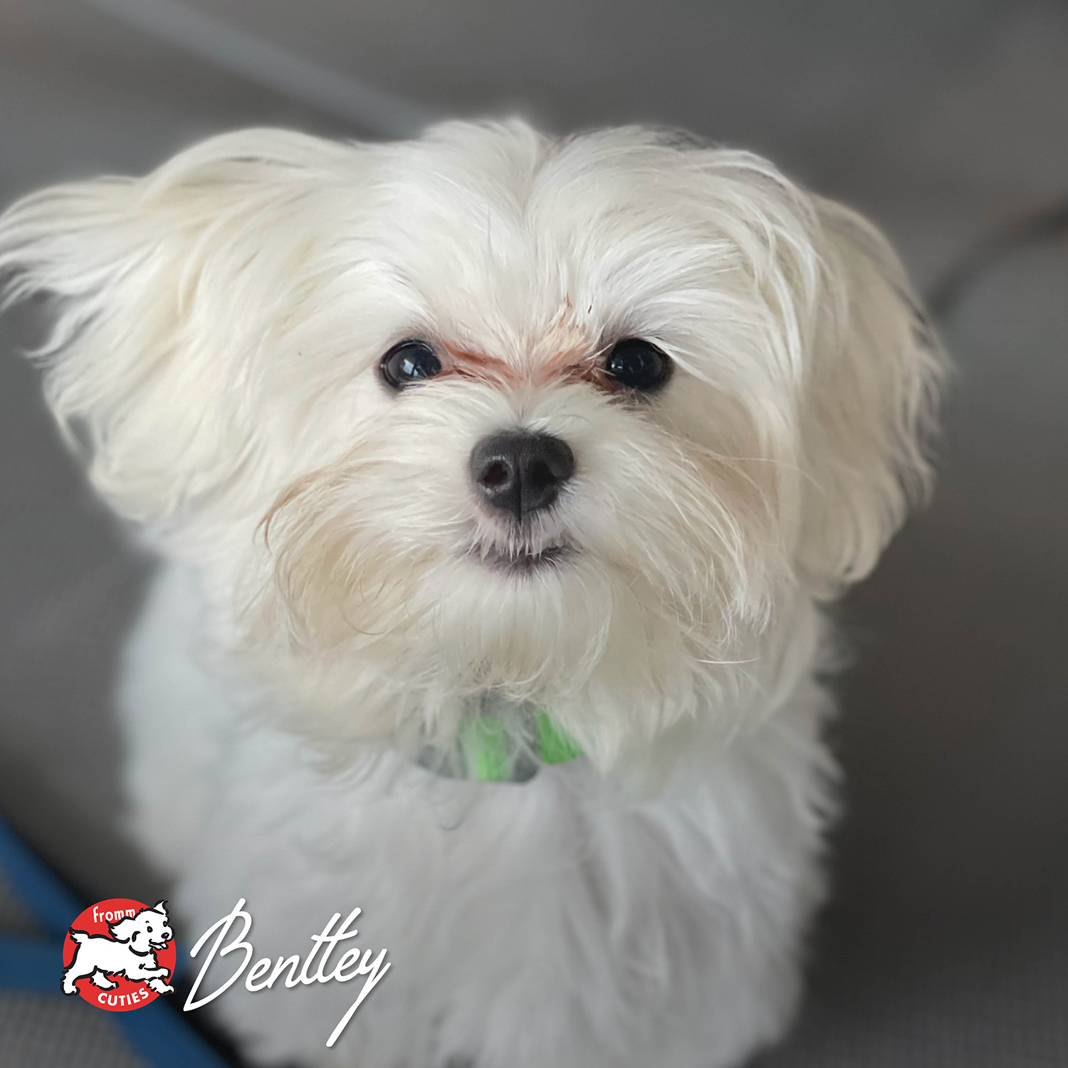 fourstar_cuties-bentley