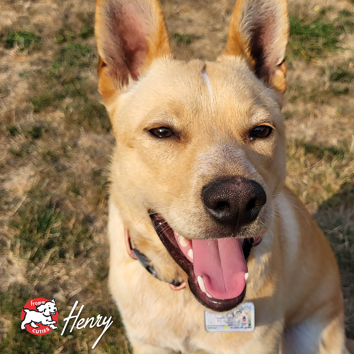 fourstar_cuties-henry